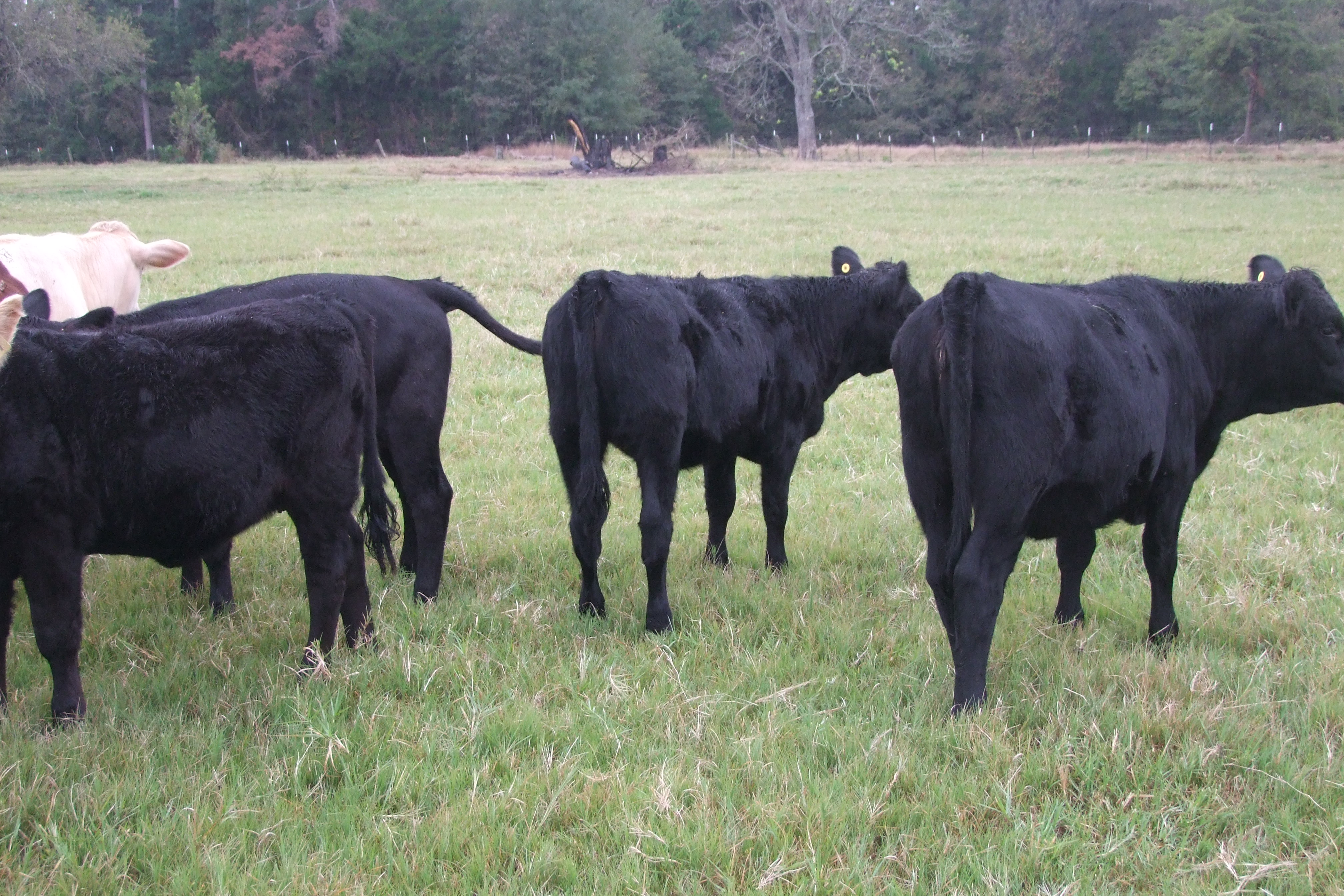 Weaned, Preconditioned, Sim-Angus Replacement Heifers, 4 hd.