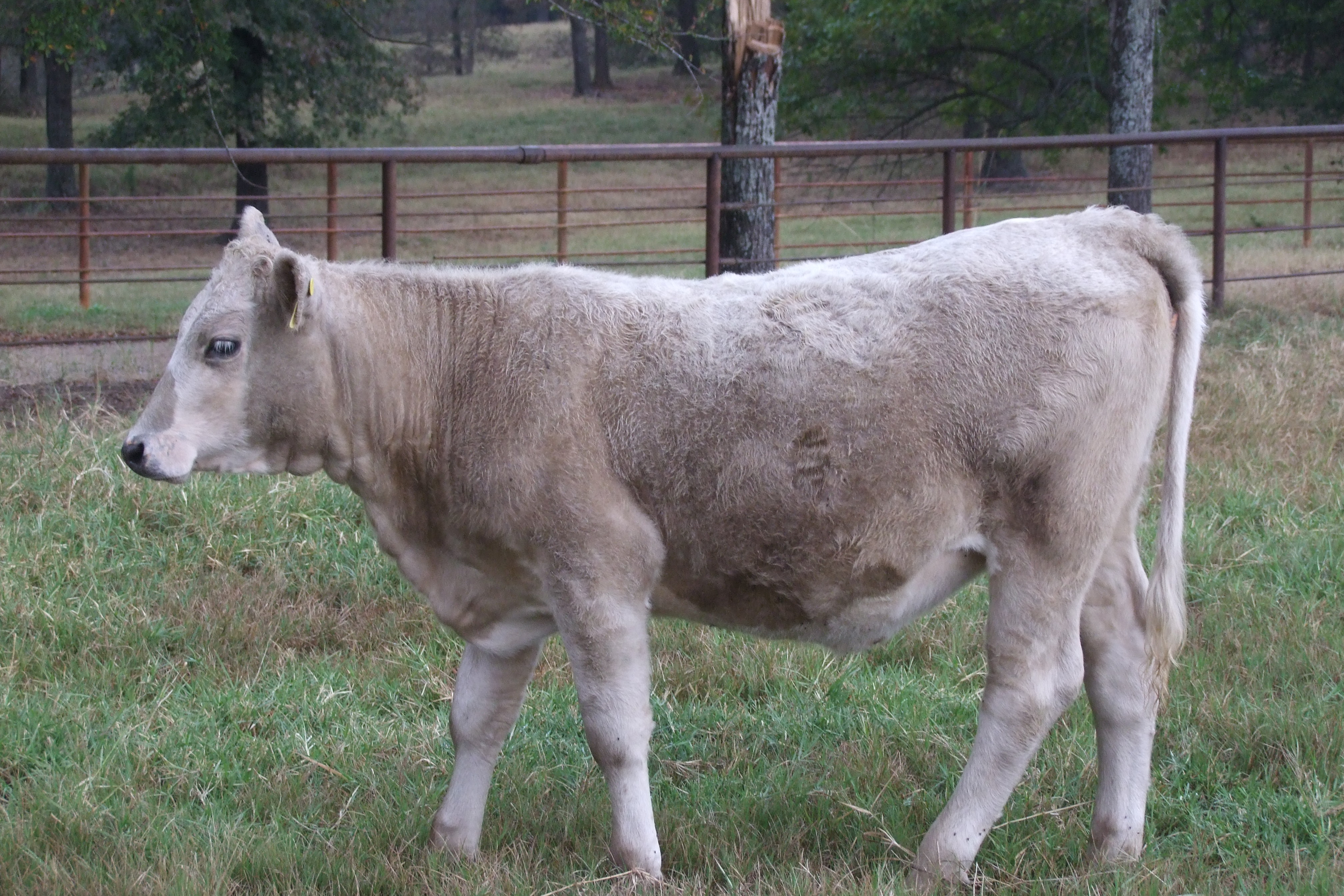 Weaned, Preconditioned, Charolais Replacement Heifers, 4 hd.