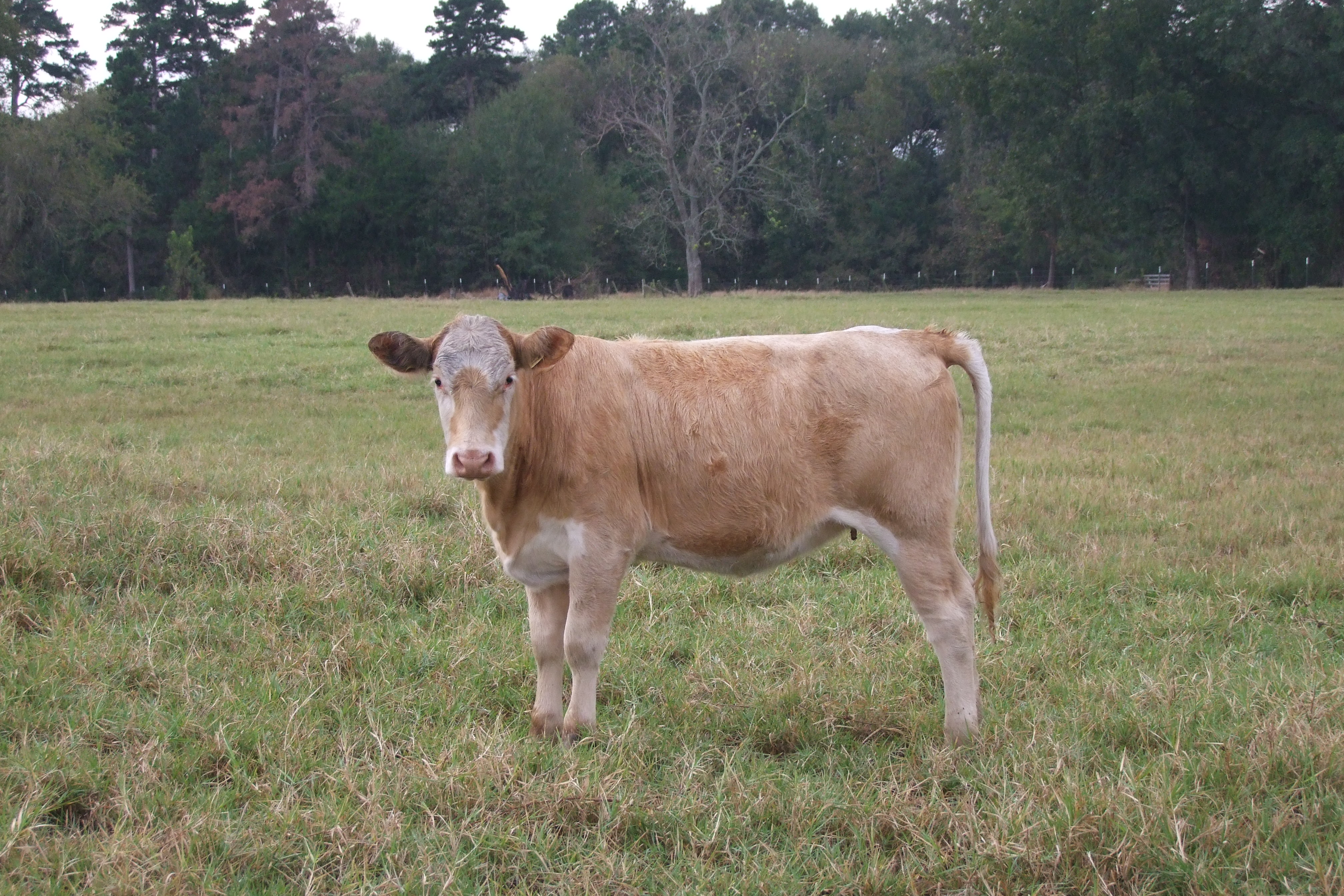 Weaned, Preconditioned, Charolais Replacement Heifers, 4 hd.