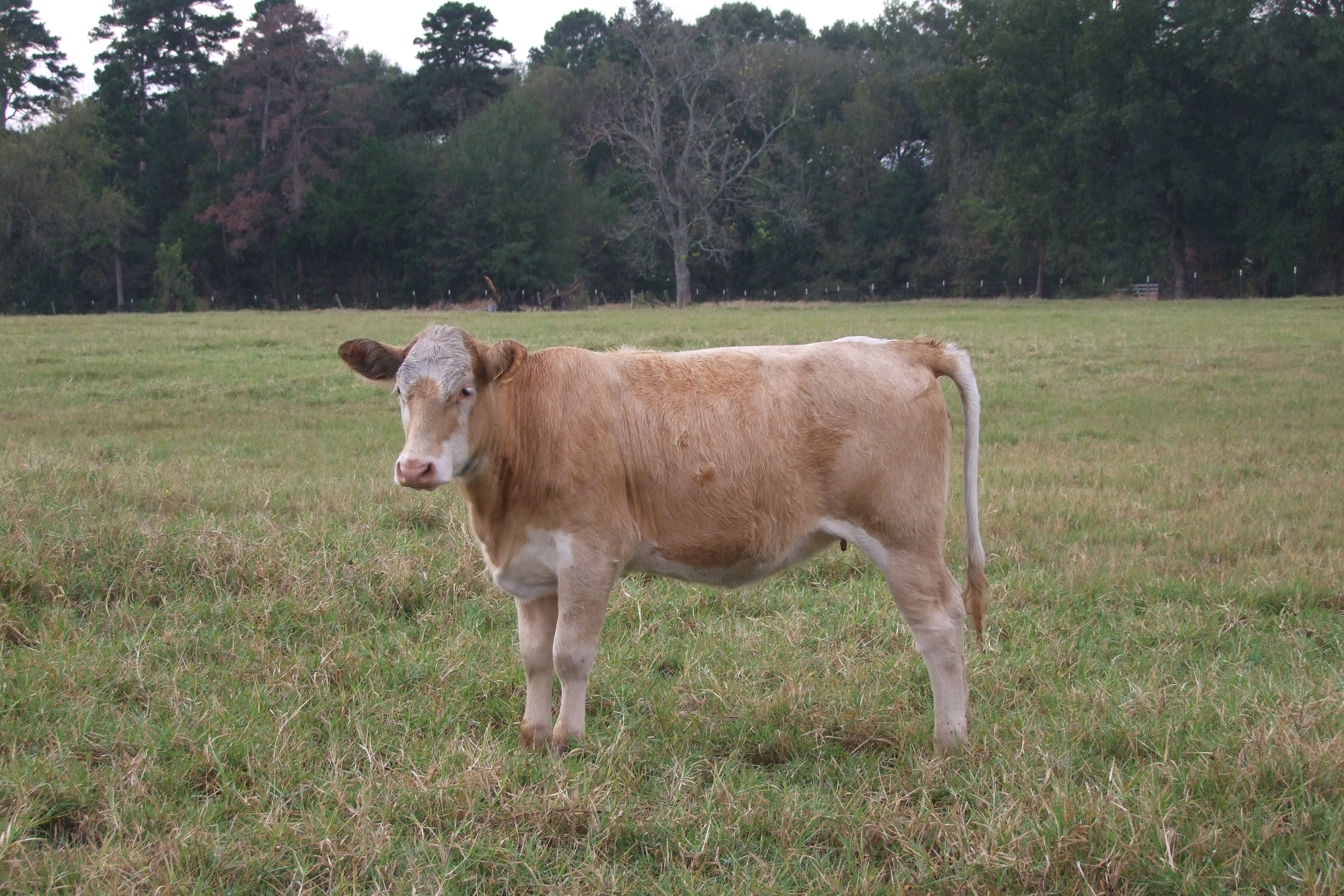 Weaned, Preconditioned, Charolais Replacement Heifers, 4 hd.