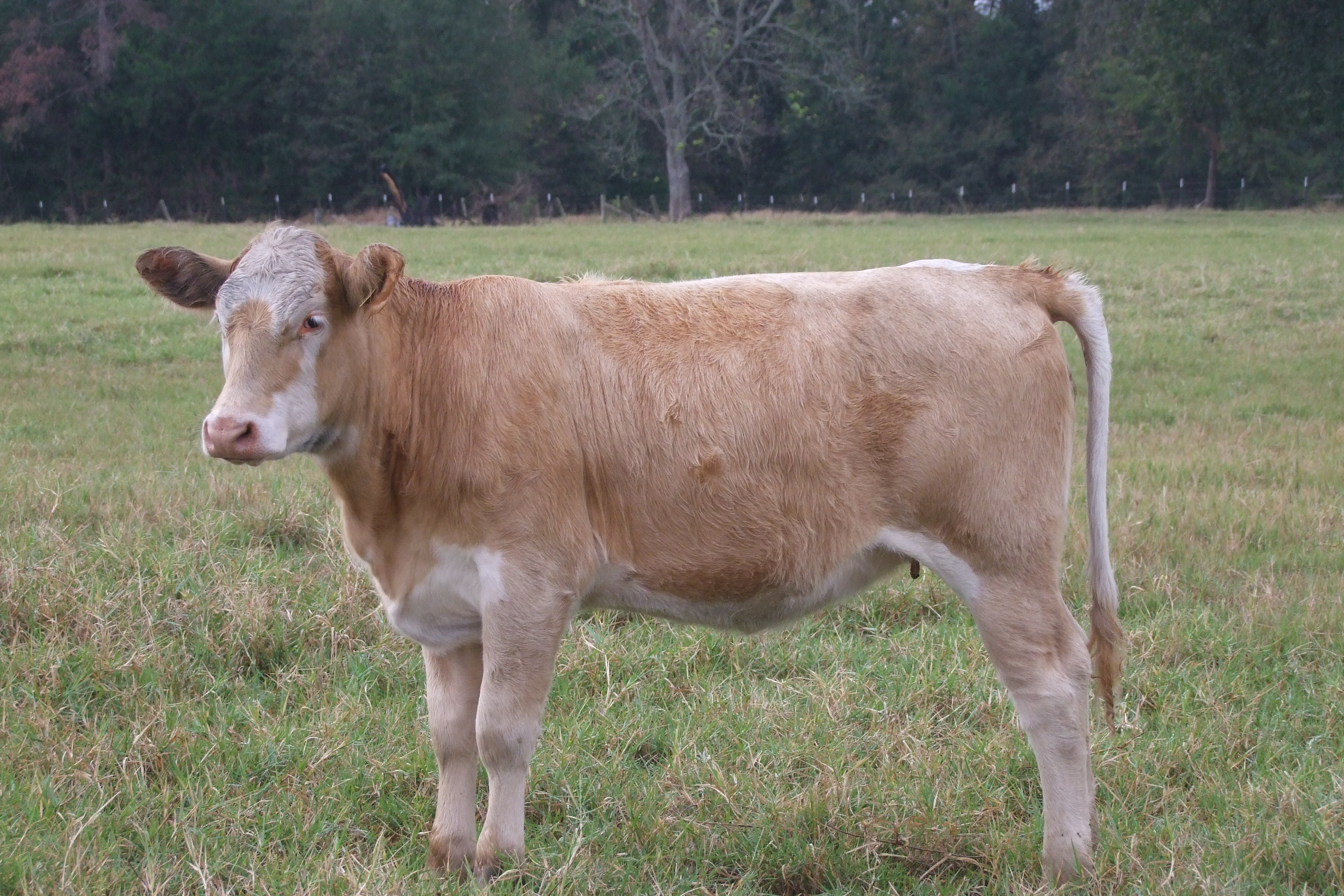 Weaned, Preconditioned, Charolais Replacement Heifers, 4 hd.