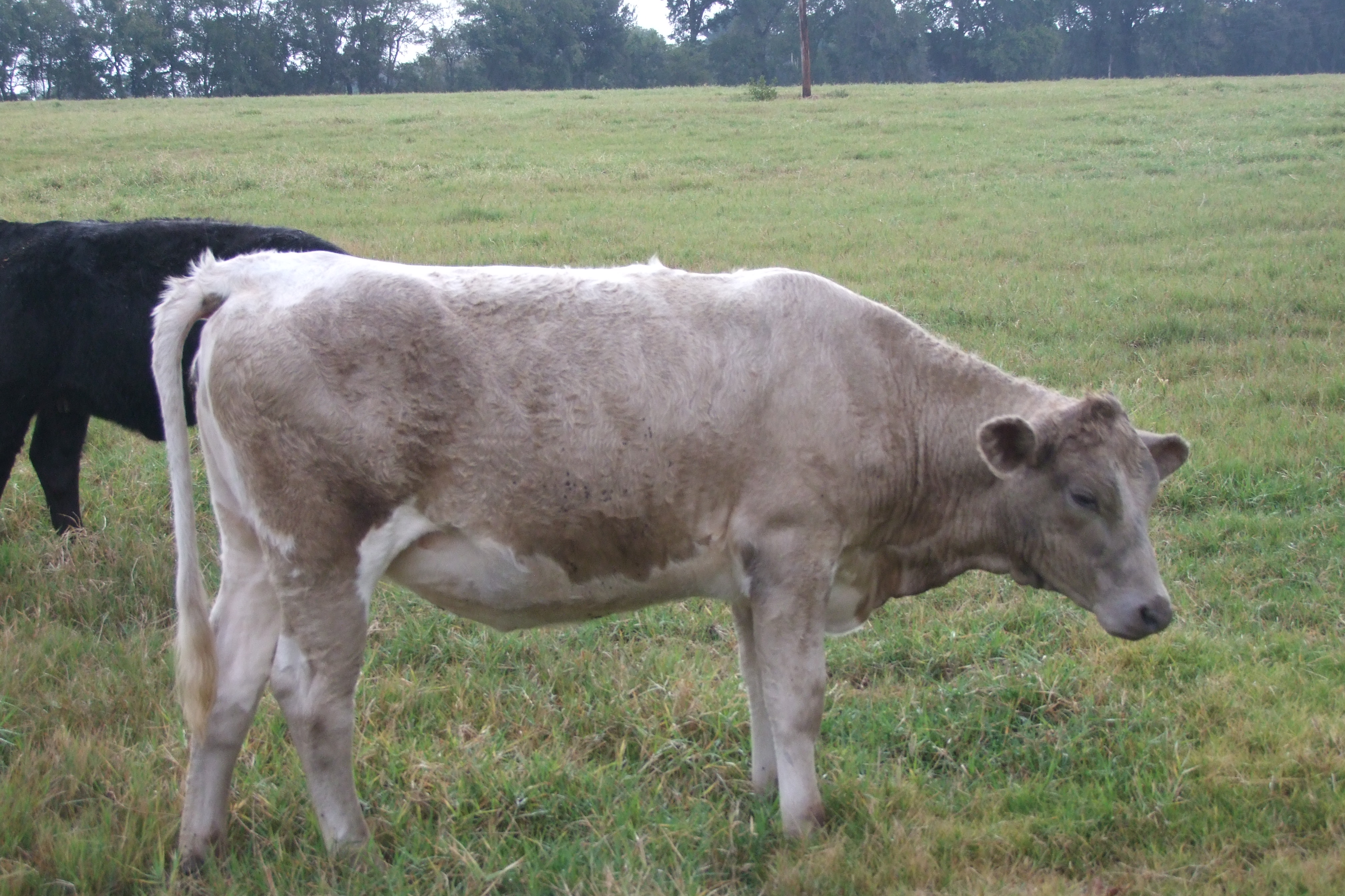 Weaned, Preconditioned, Charolais Replacement Heifers, 4 hd.
