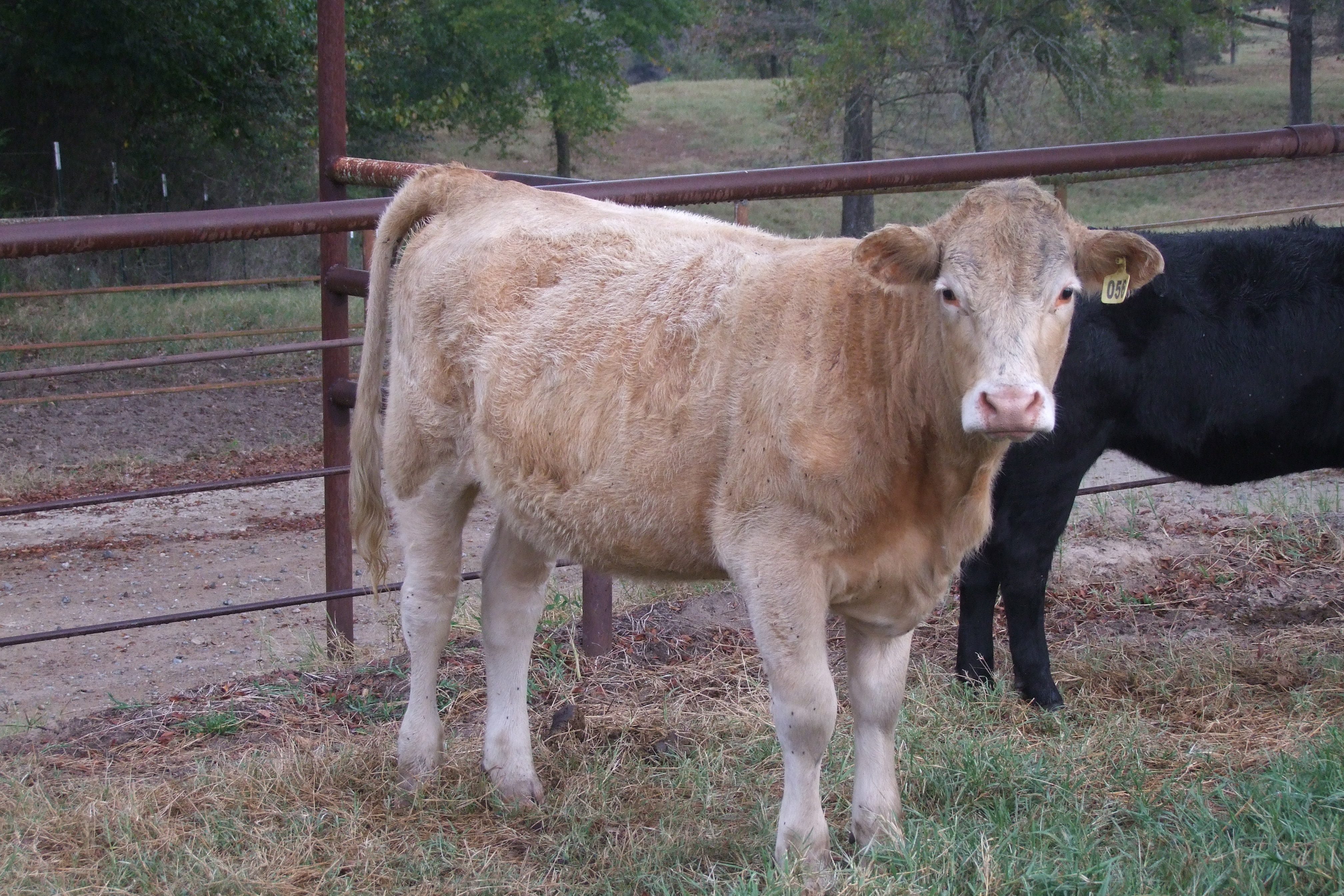 Weaned, Preconditioned, Charolais Replacement Heifers, 4 hd.