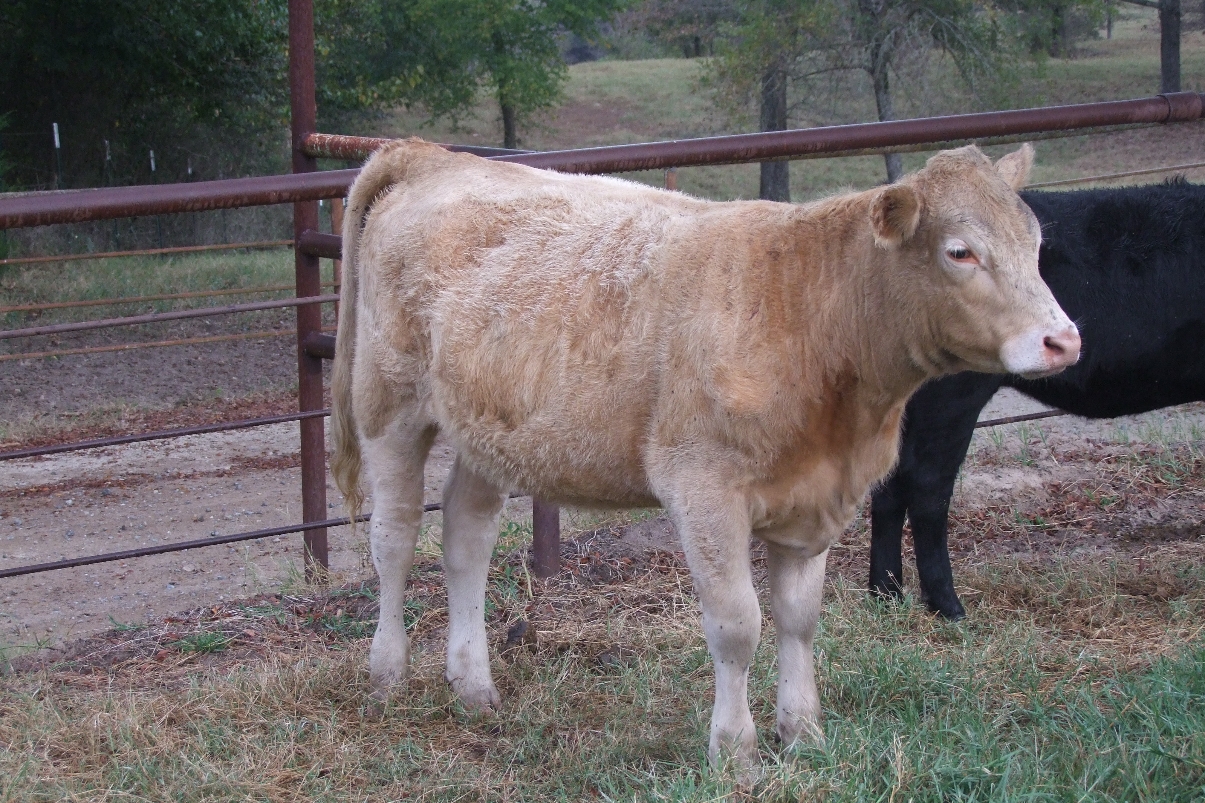 Weaned, Preconditioned, Charolais Replacement Heifers, 4 hd.