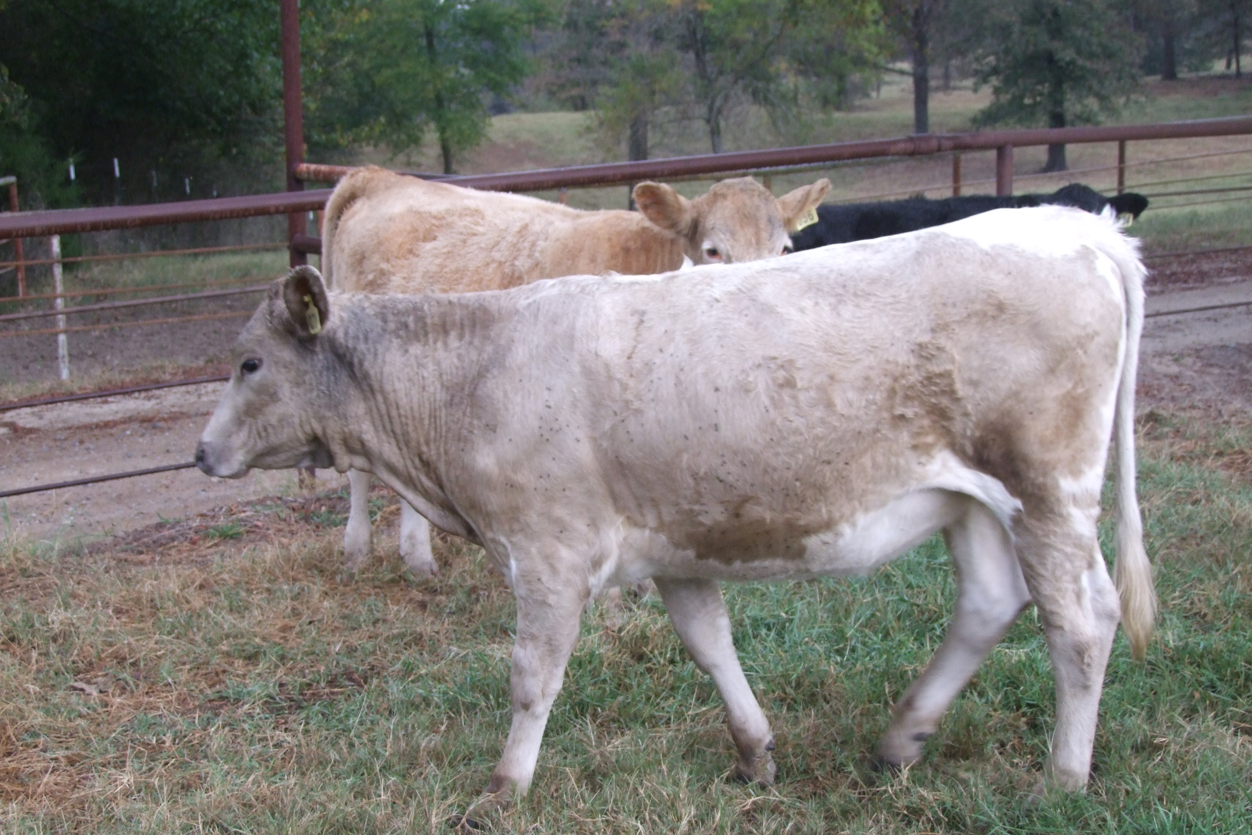 Weaned, Preconditioned, Charolais Replacement Heifers, 4 hd.