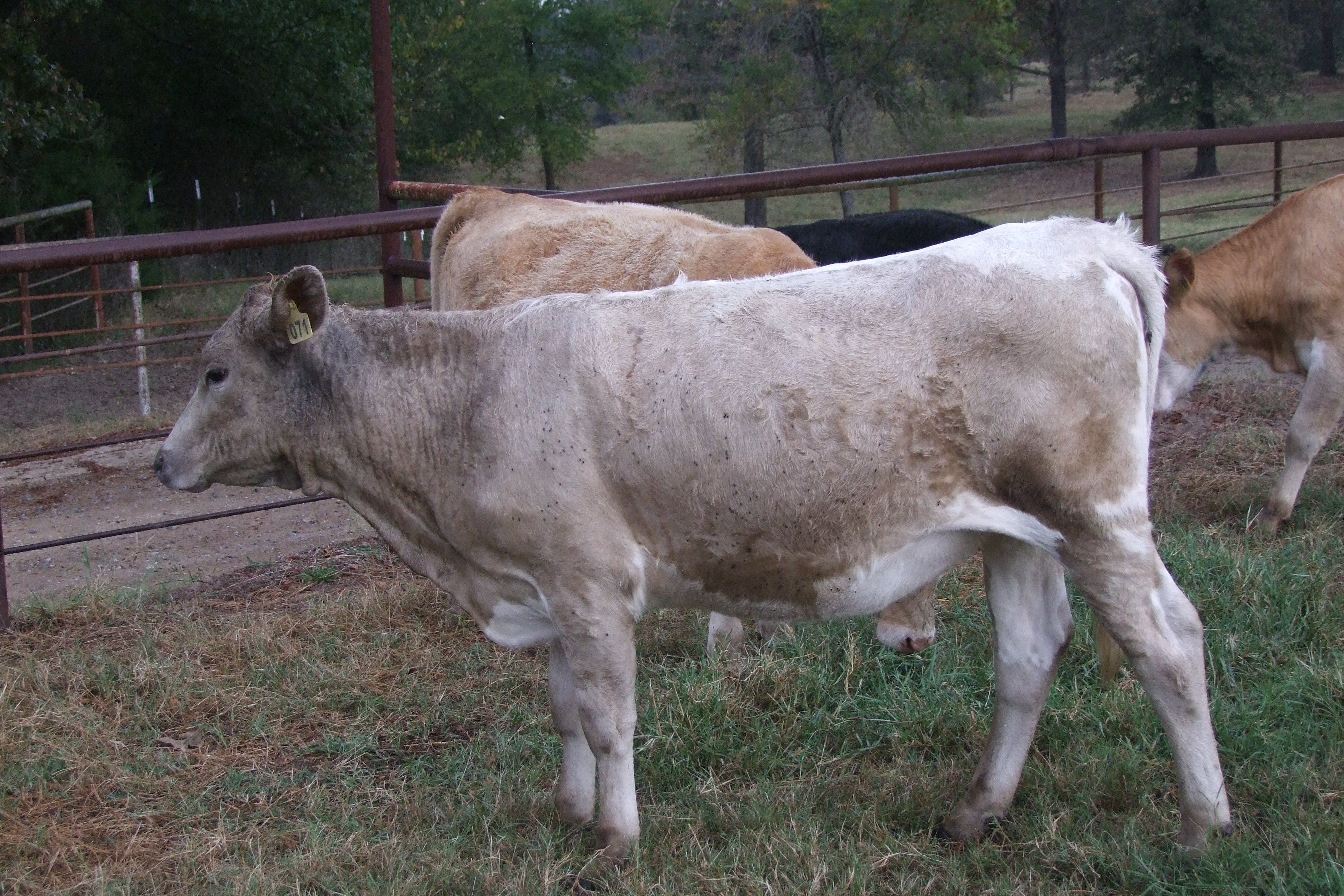 Weaned, Preconditioned, Charolais Replacement Heifers, 4 hd.