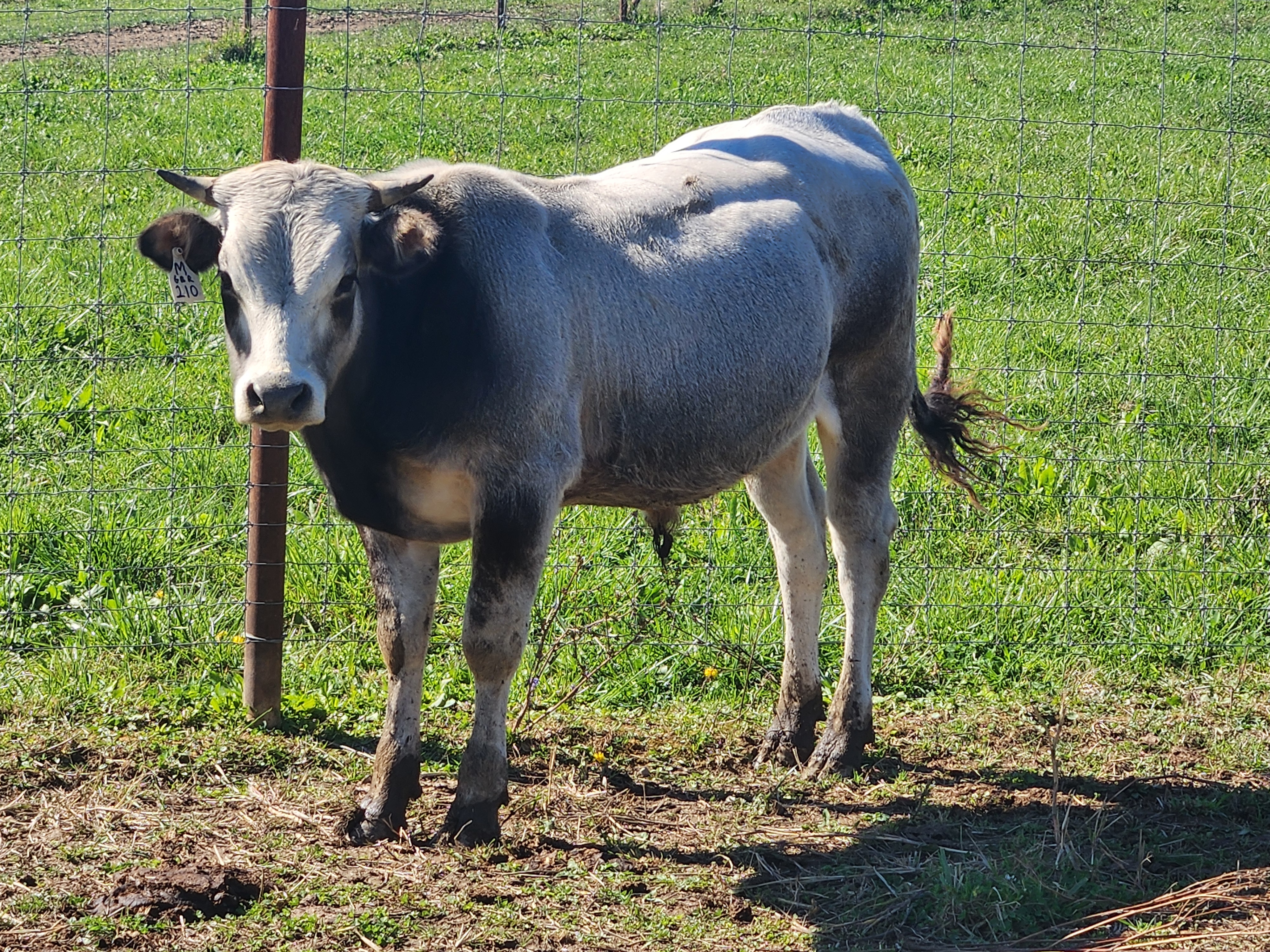 Piedmontese for sale