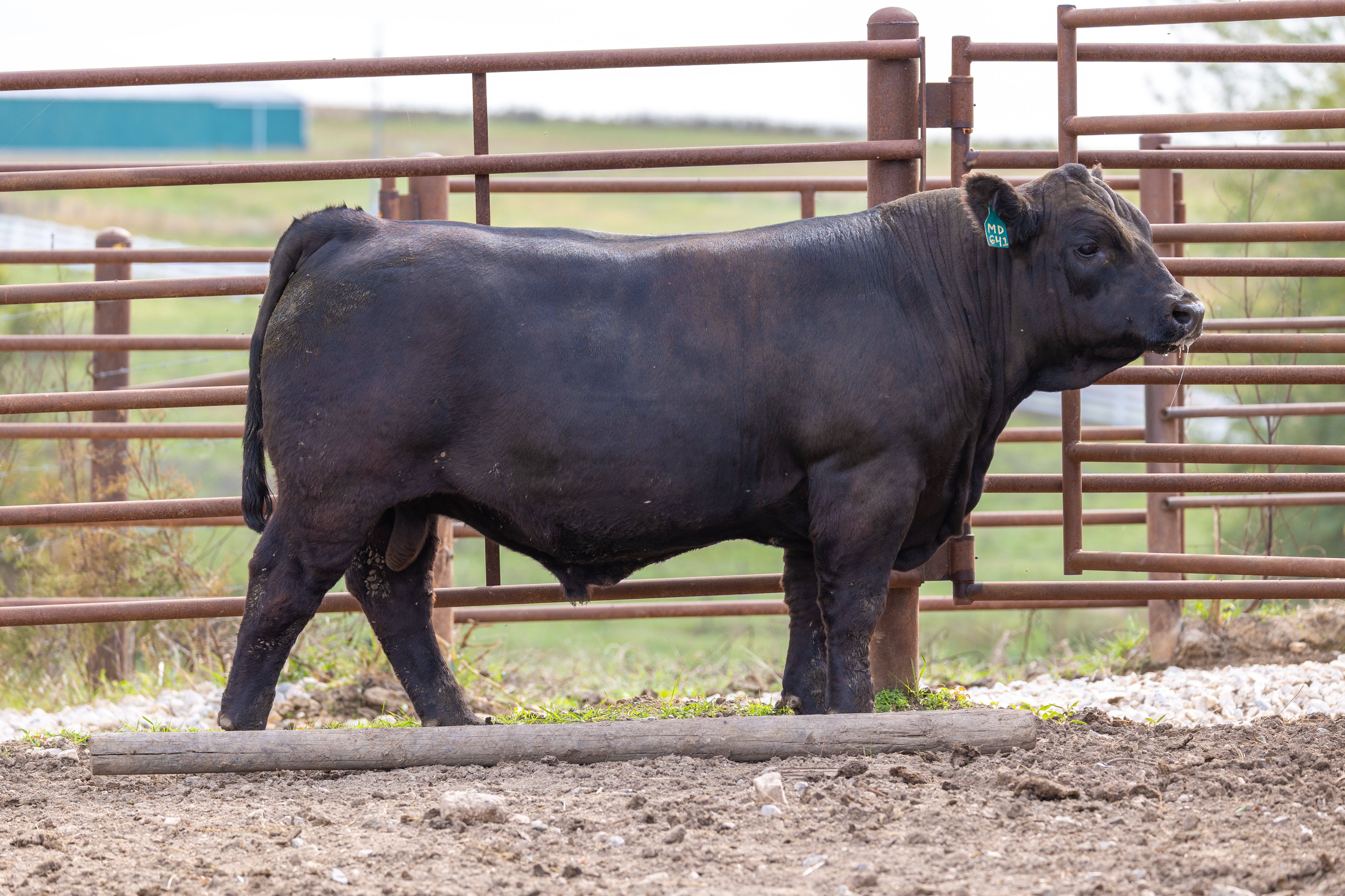 Power up your herd with proven Simmental genetics!