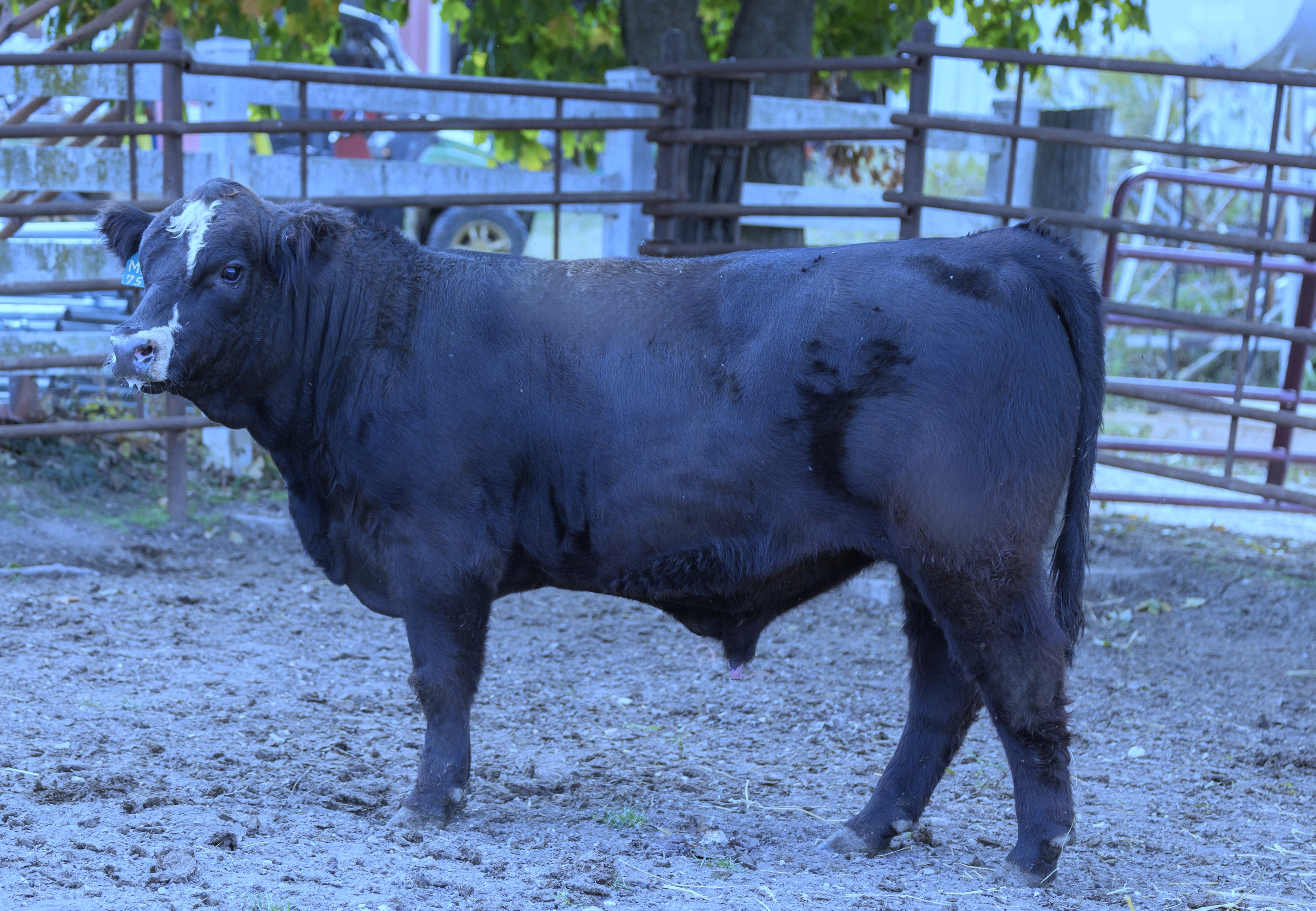 Power up your herd with proven Simmental genetics!