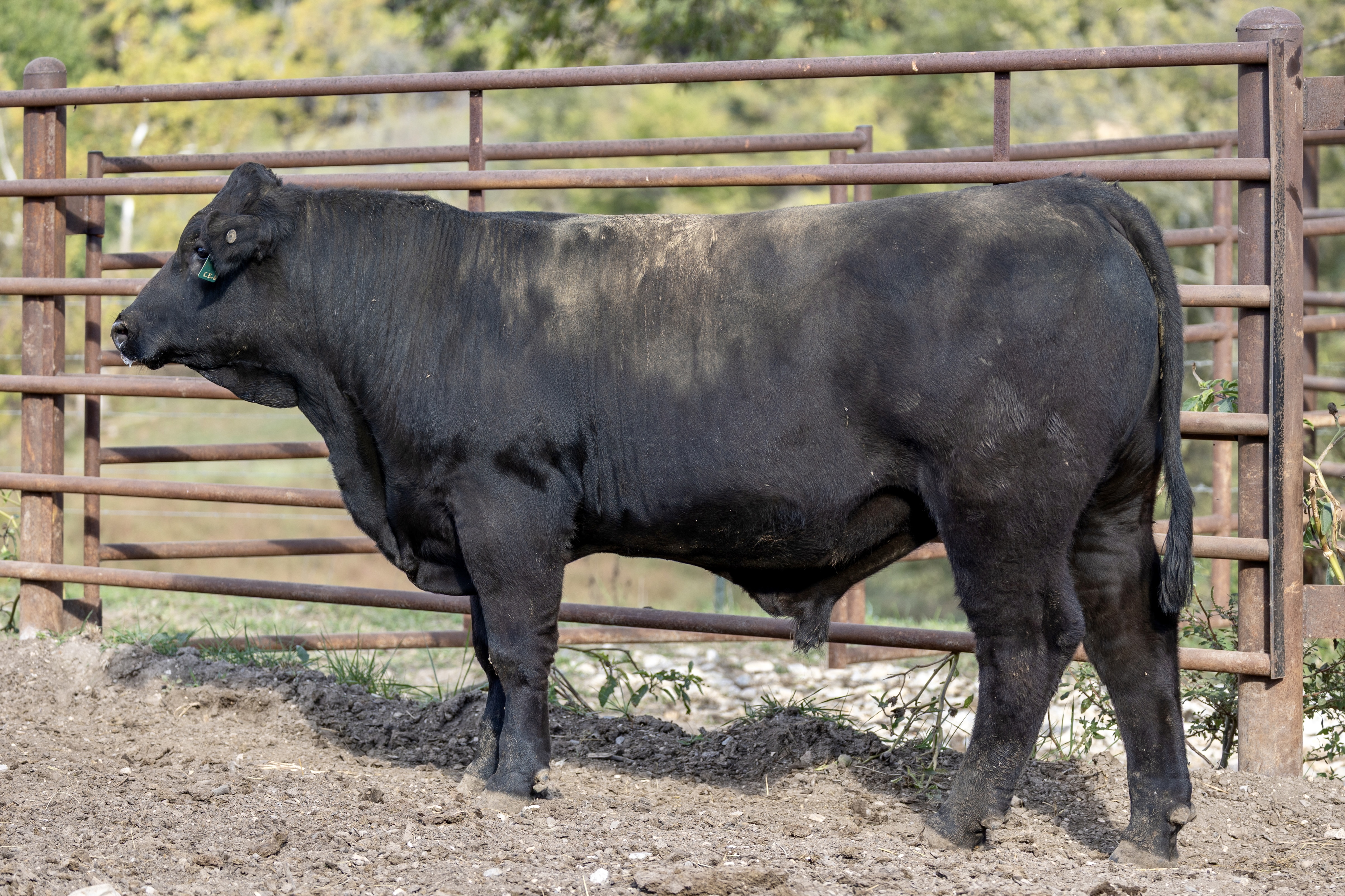 Power up your herd with proven Simmental genetics!