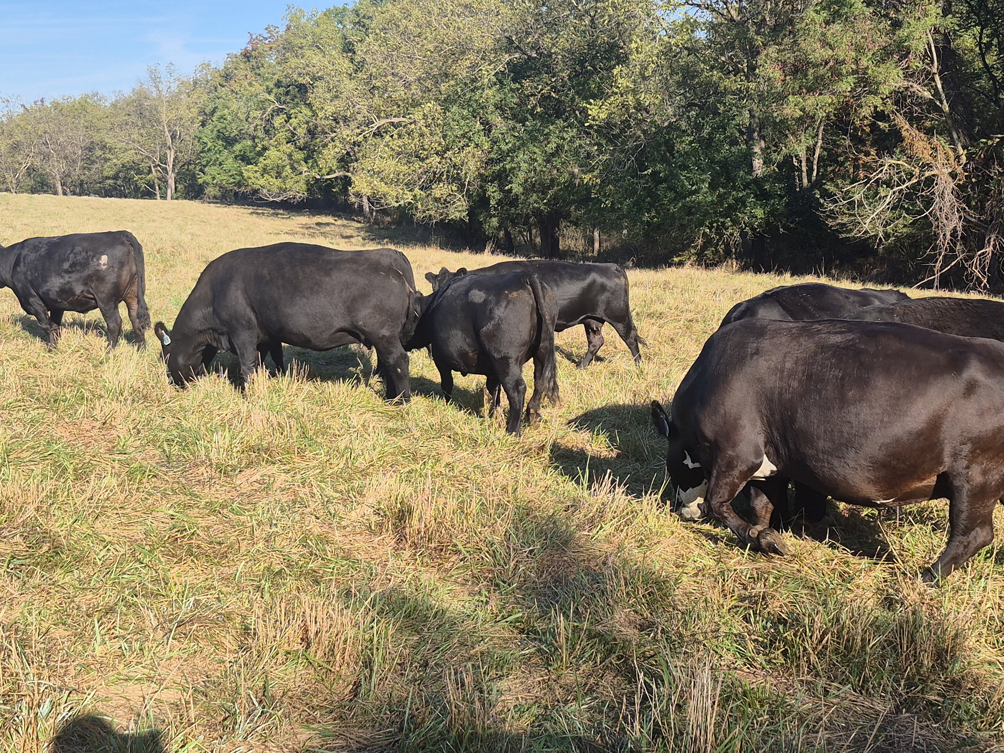 80 hd of 2nd and 3rd period cows