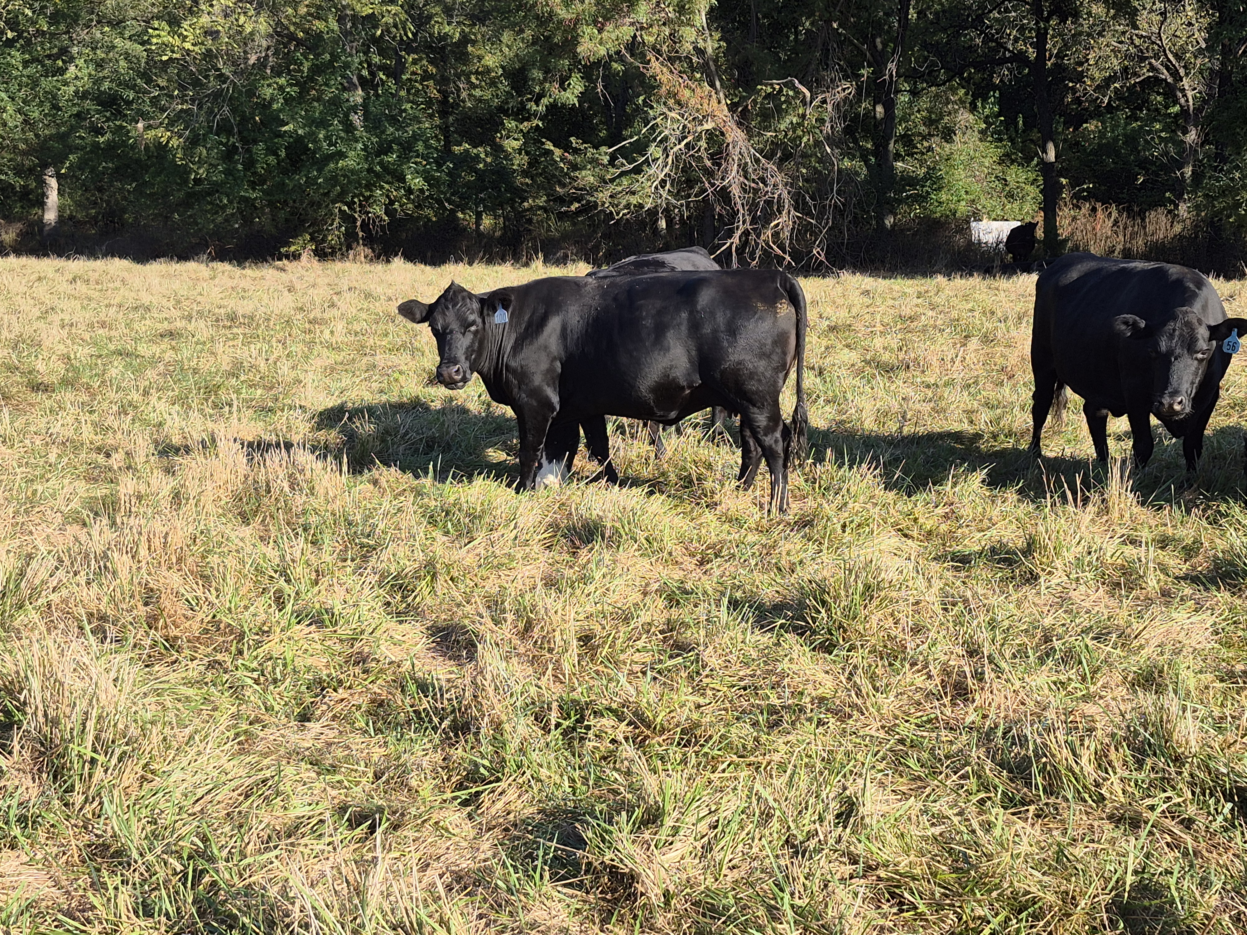 80 hd of 2nd and 3rd period cows