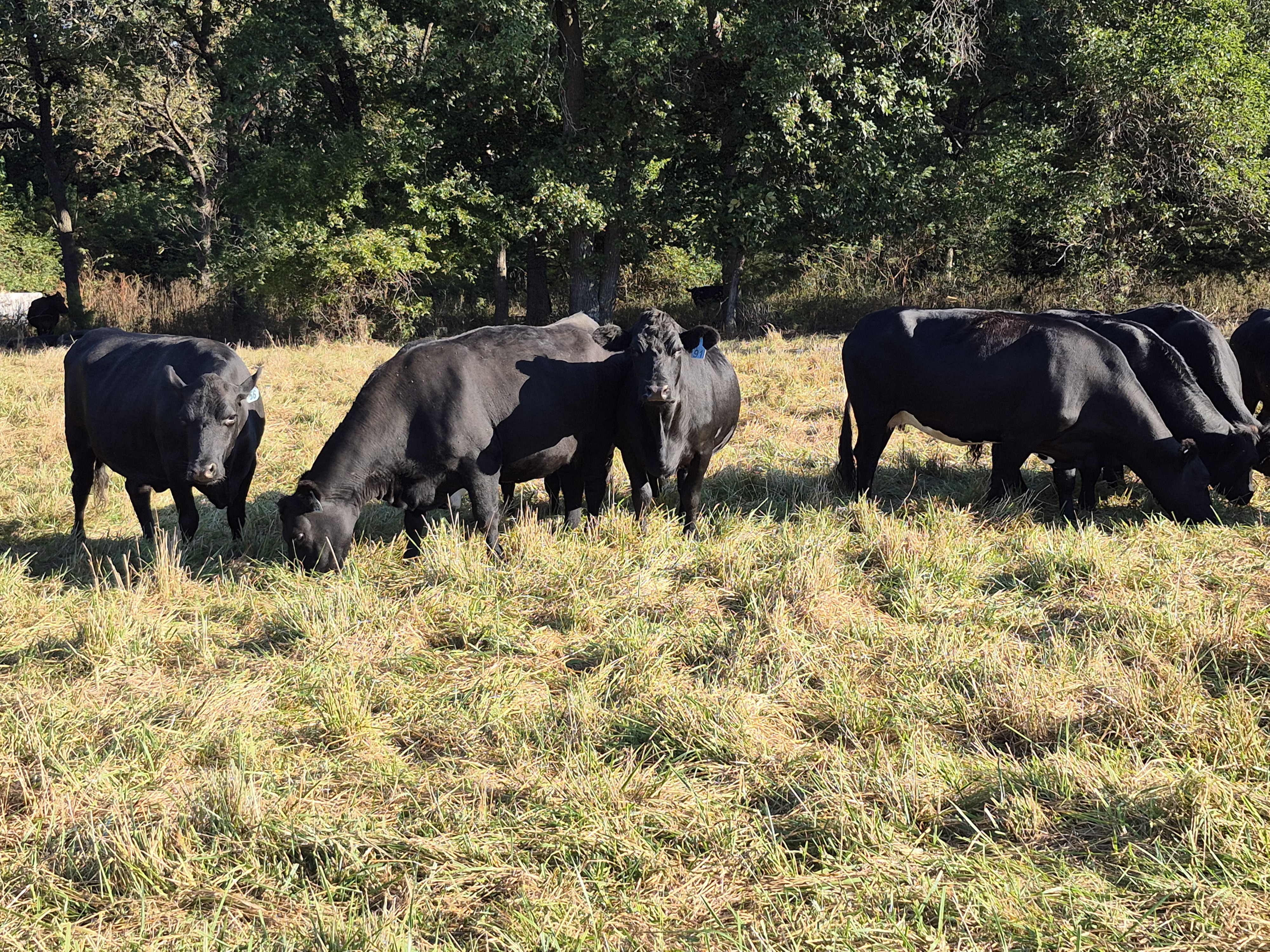 80 hd of 2nd and 3rd period cows