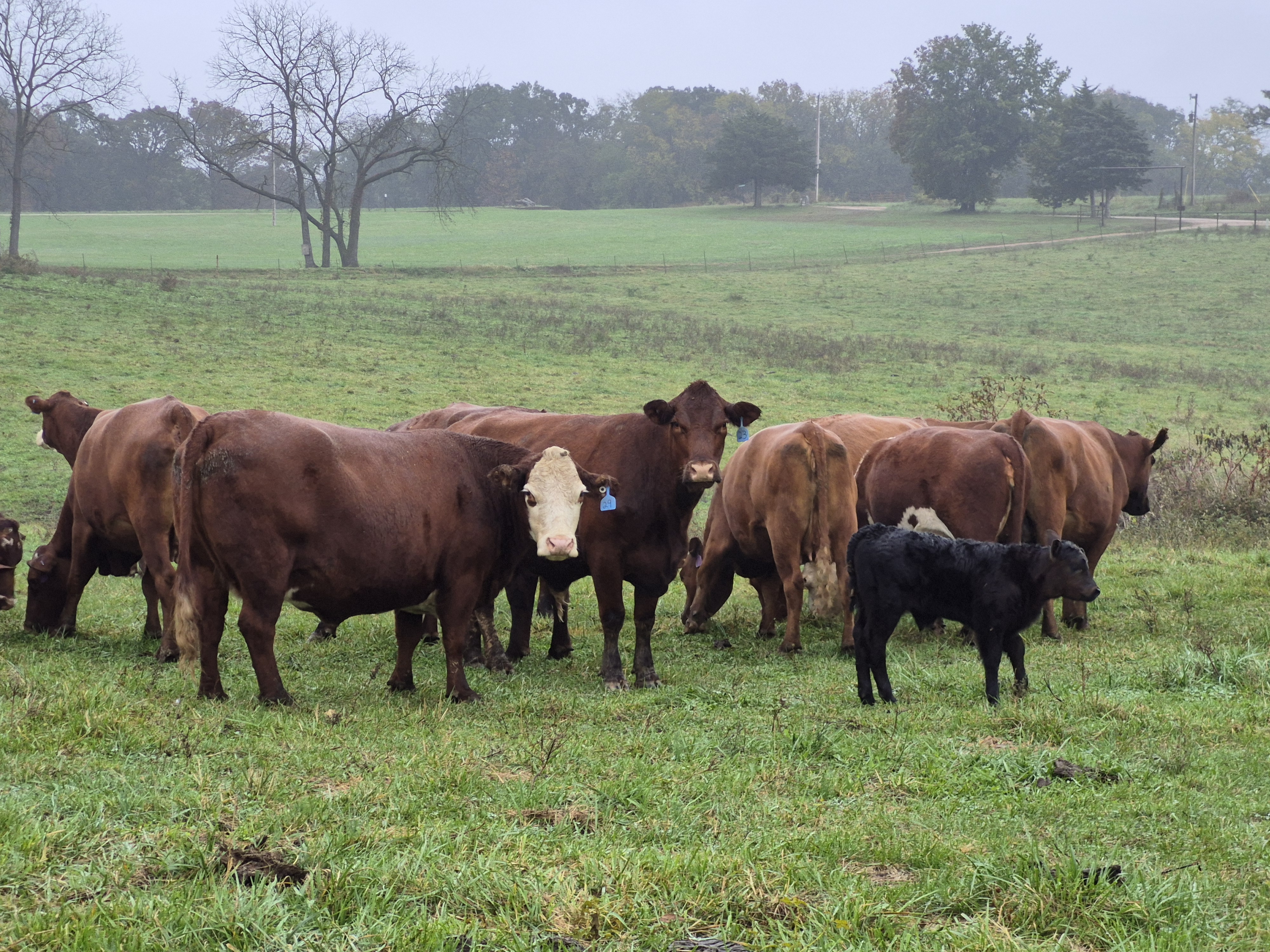 60 hd of 2nd and 3rd period cows