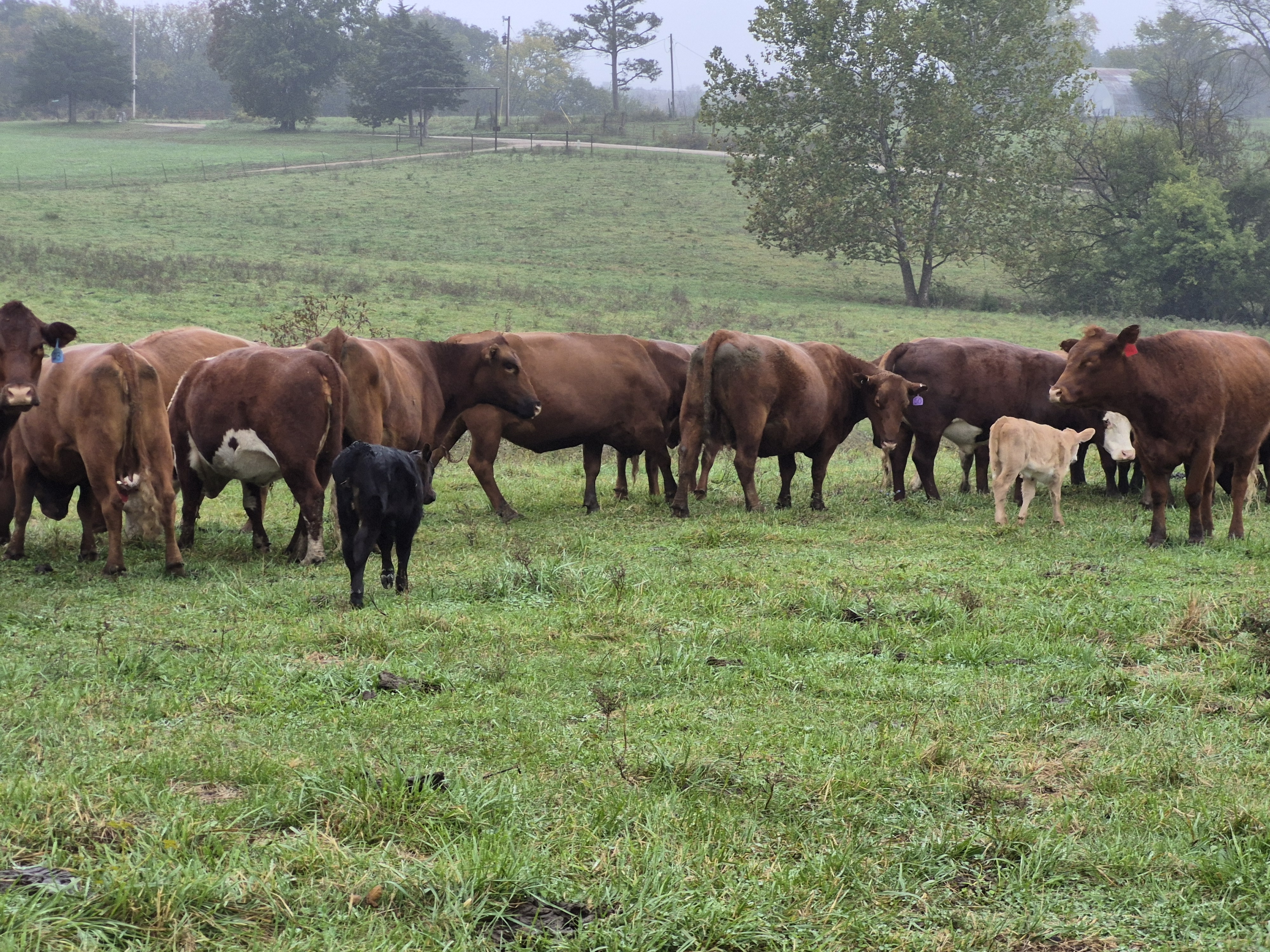 60 hd of 2nd and 3rd period cows