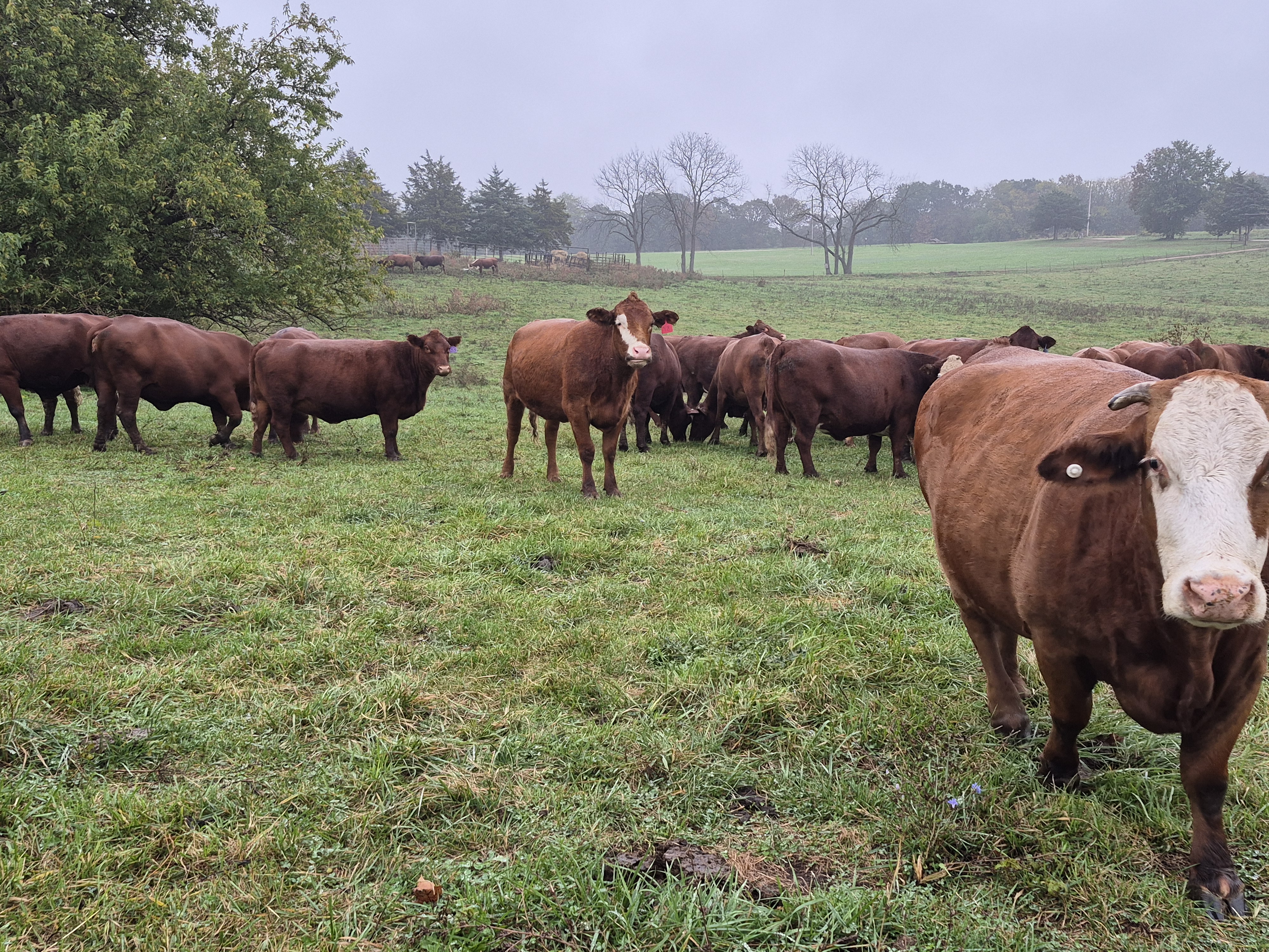 60 hd of 2nd and 3rd period cows