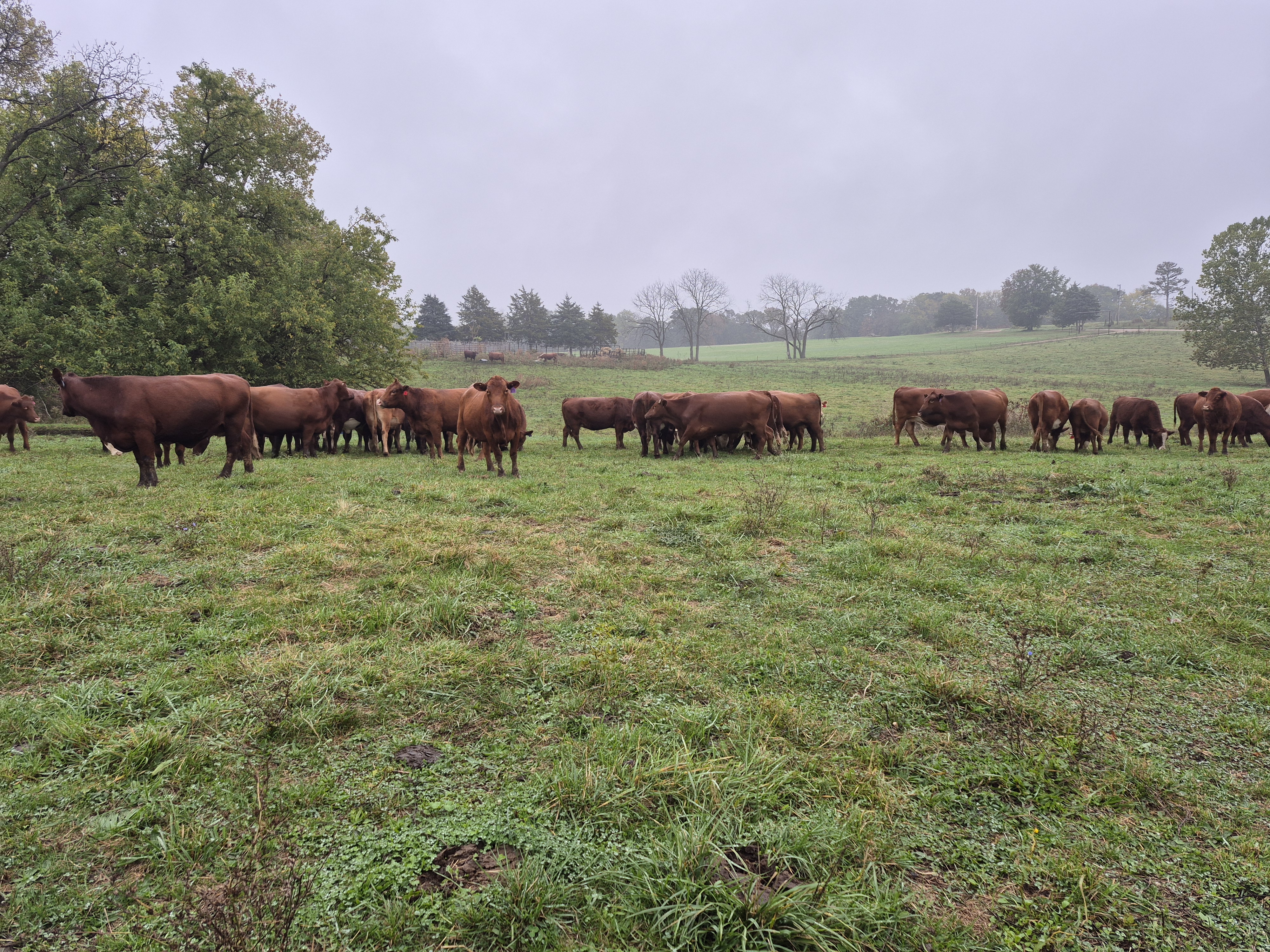 60 hd of 2nd and 3rd period cows