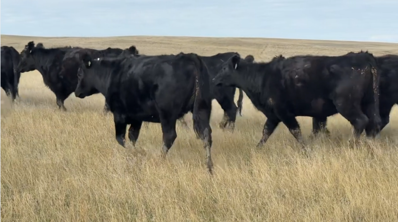 Home Raised – April, May calvers – Ranch ready!- BH1031C5