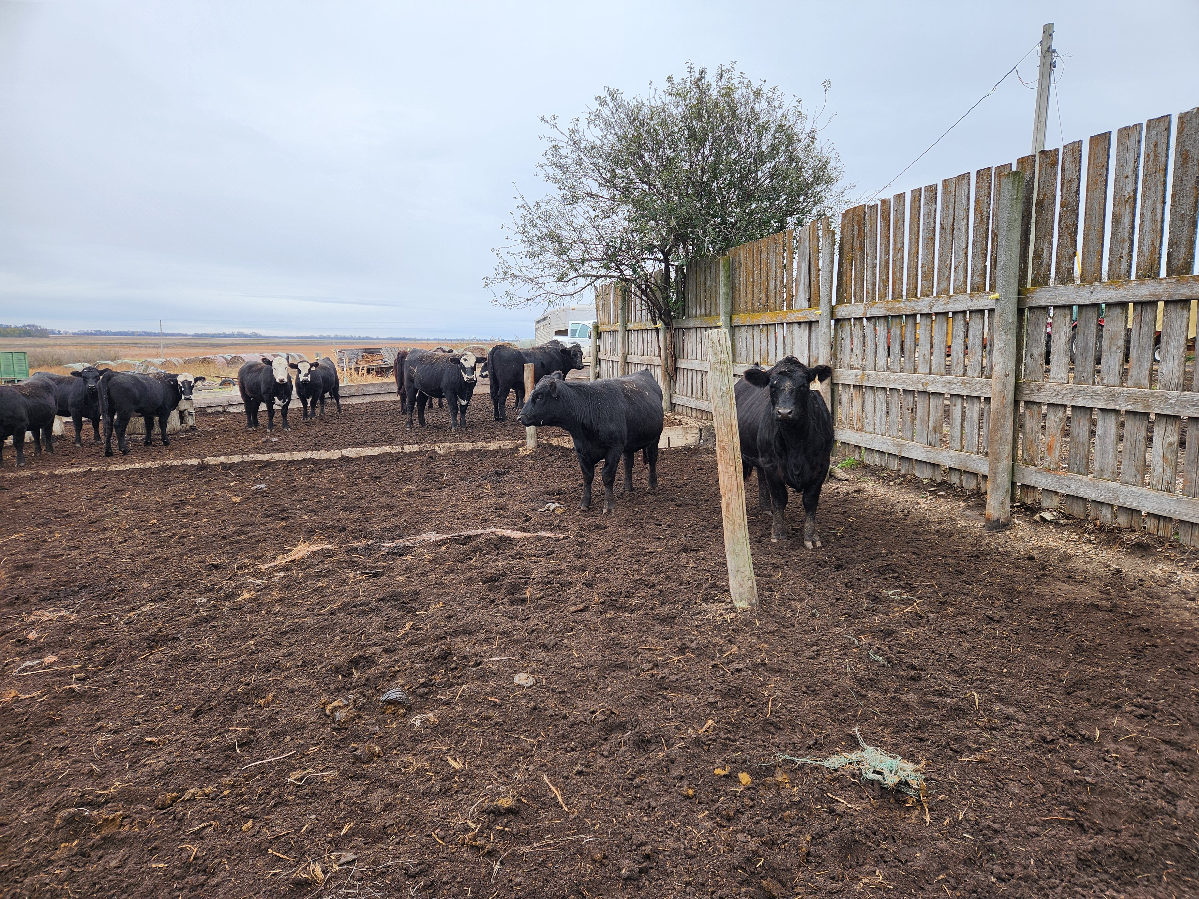 Folks, if you’re down South, here’s your group of bred heifers.- BH1110B5