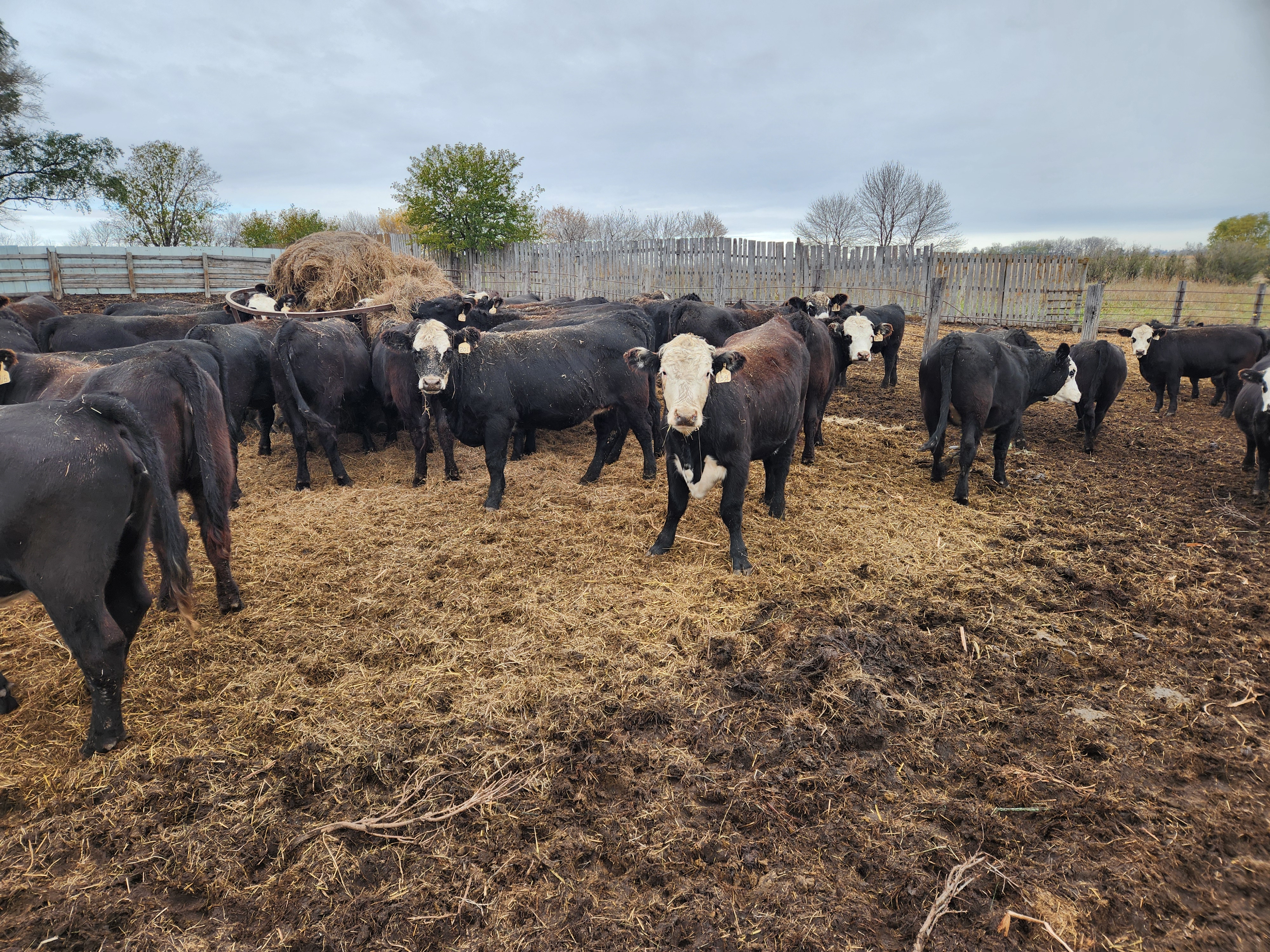 Folks, if you’re down South, here’s your group of bred heifers.- BH1110B5