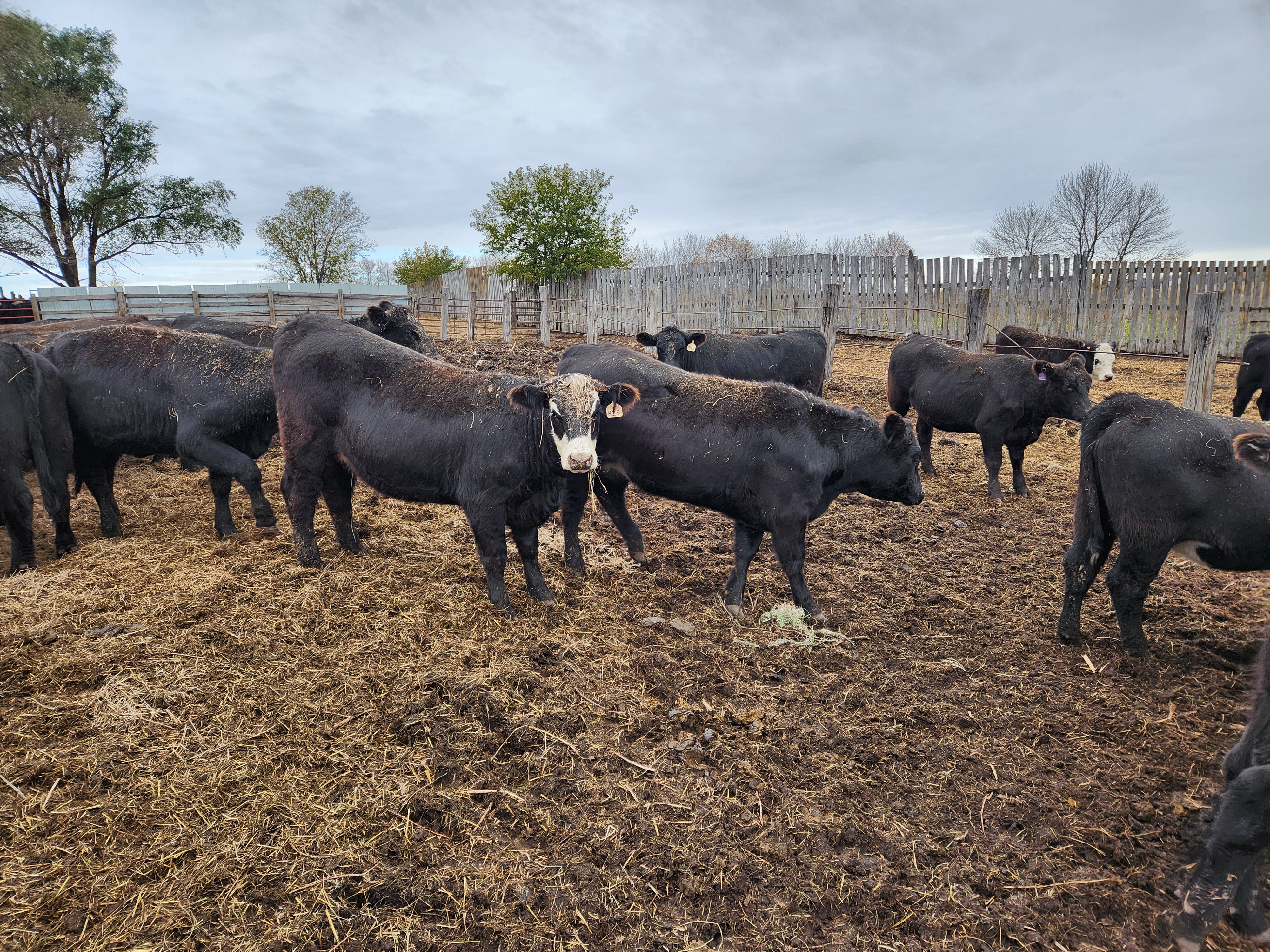 Folks, if you’re down South, here’s your group of bred heifers.- BH1110B5