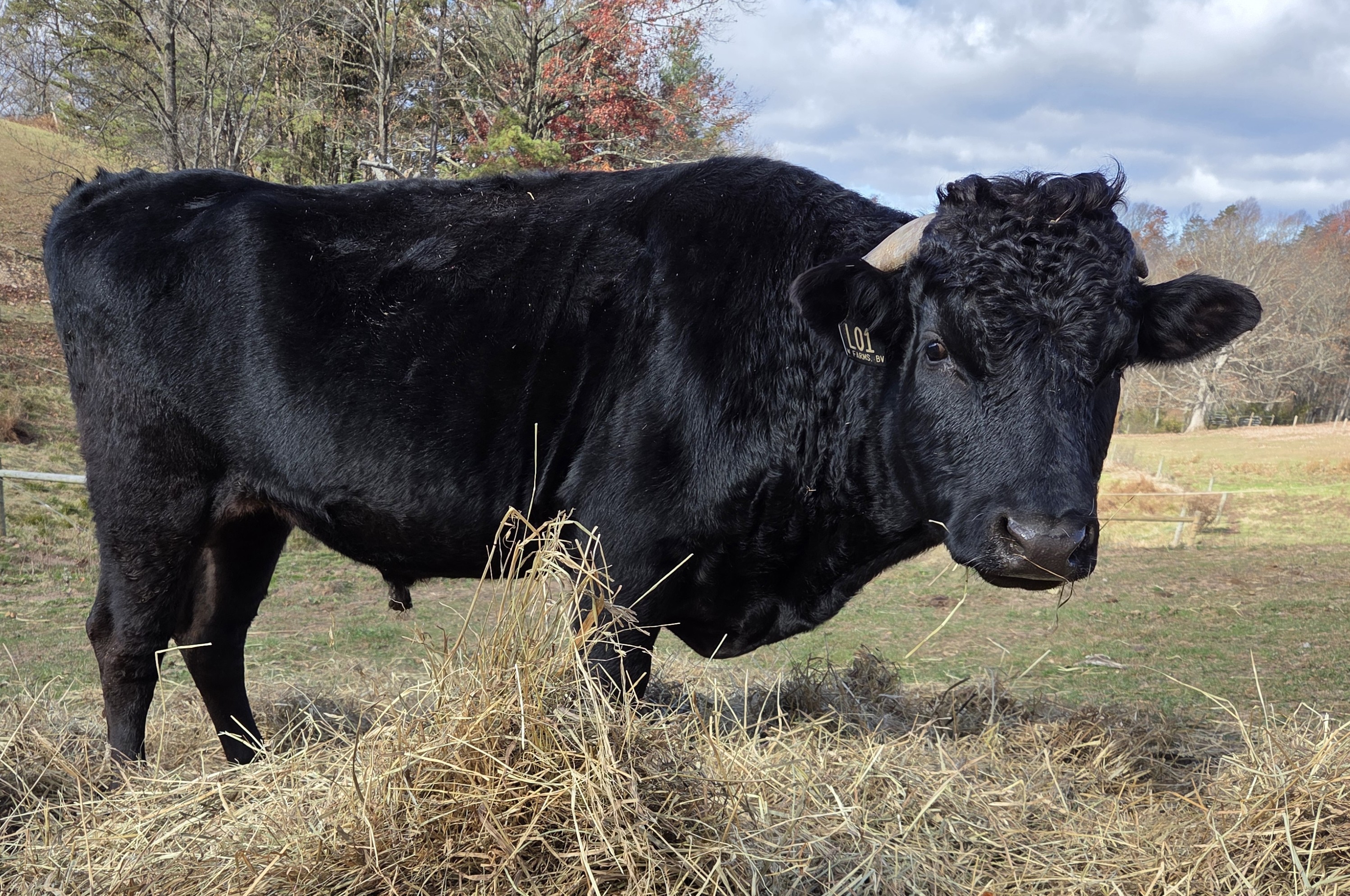 High Carcass Weight Wagyu Bull