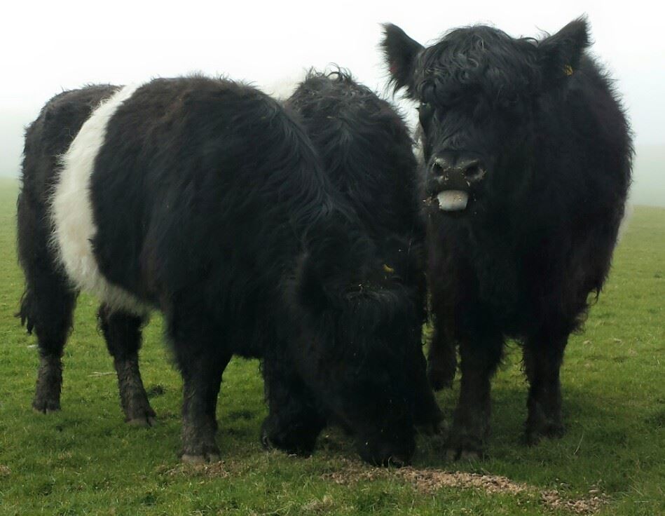 Belted Galloway cattle for sale
