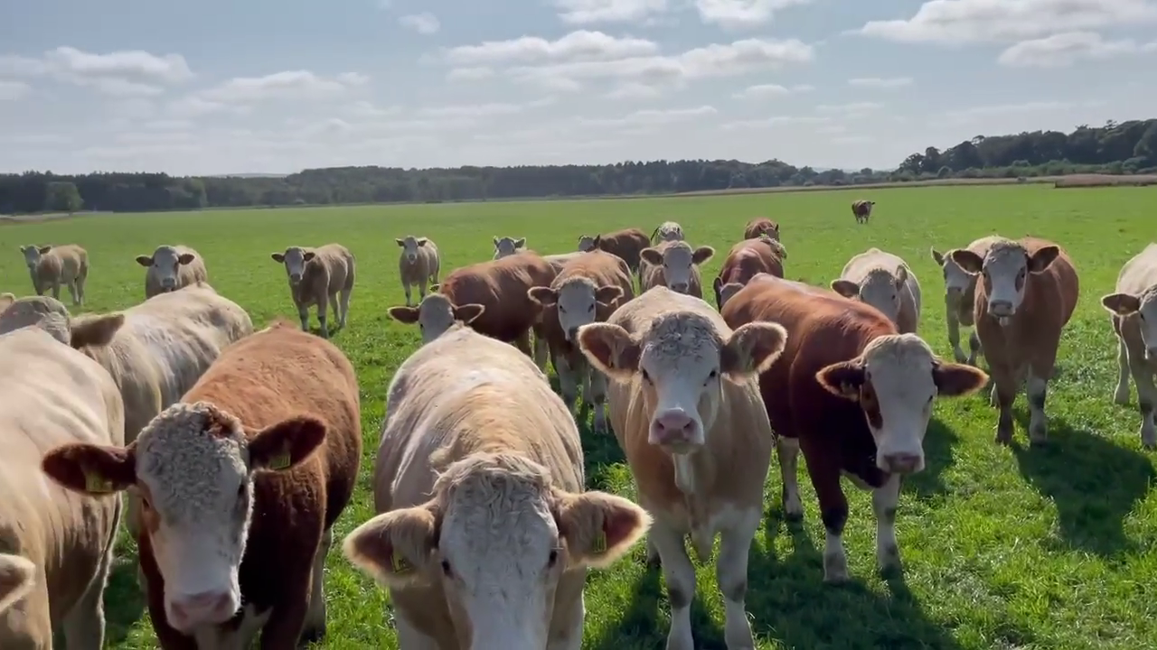 Simmental Heifers, Cows and bulls for sale