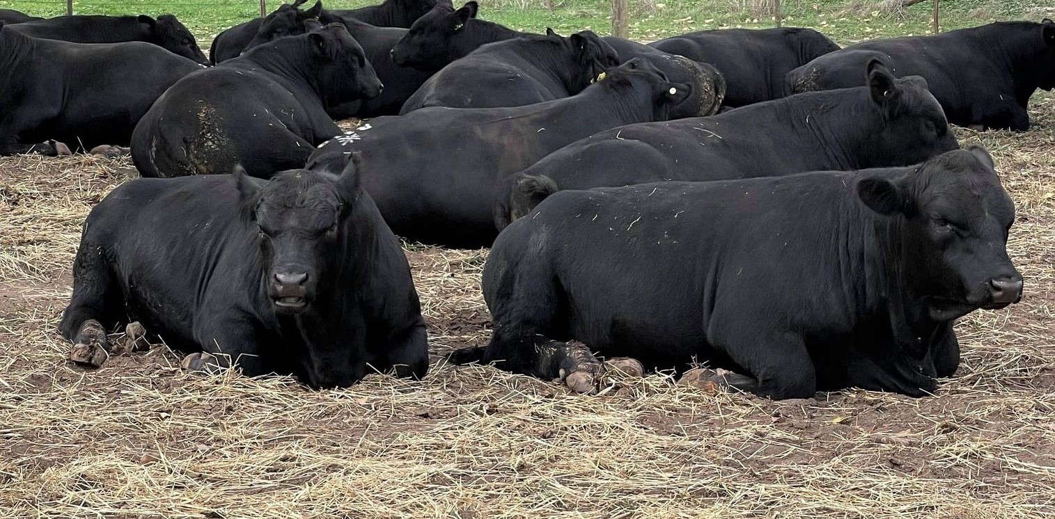 Black Angus Heifer/Bull calves for sale