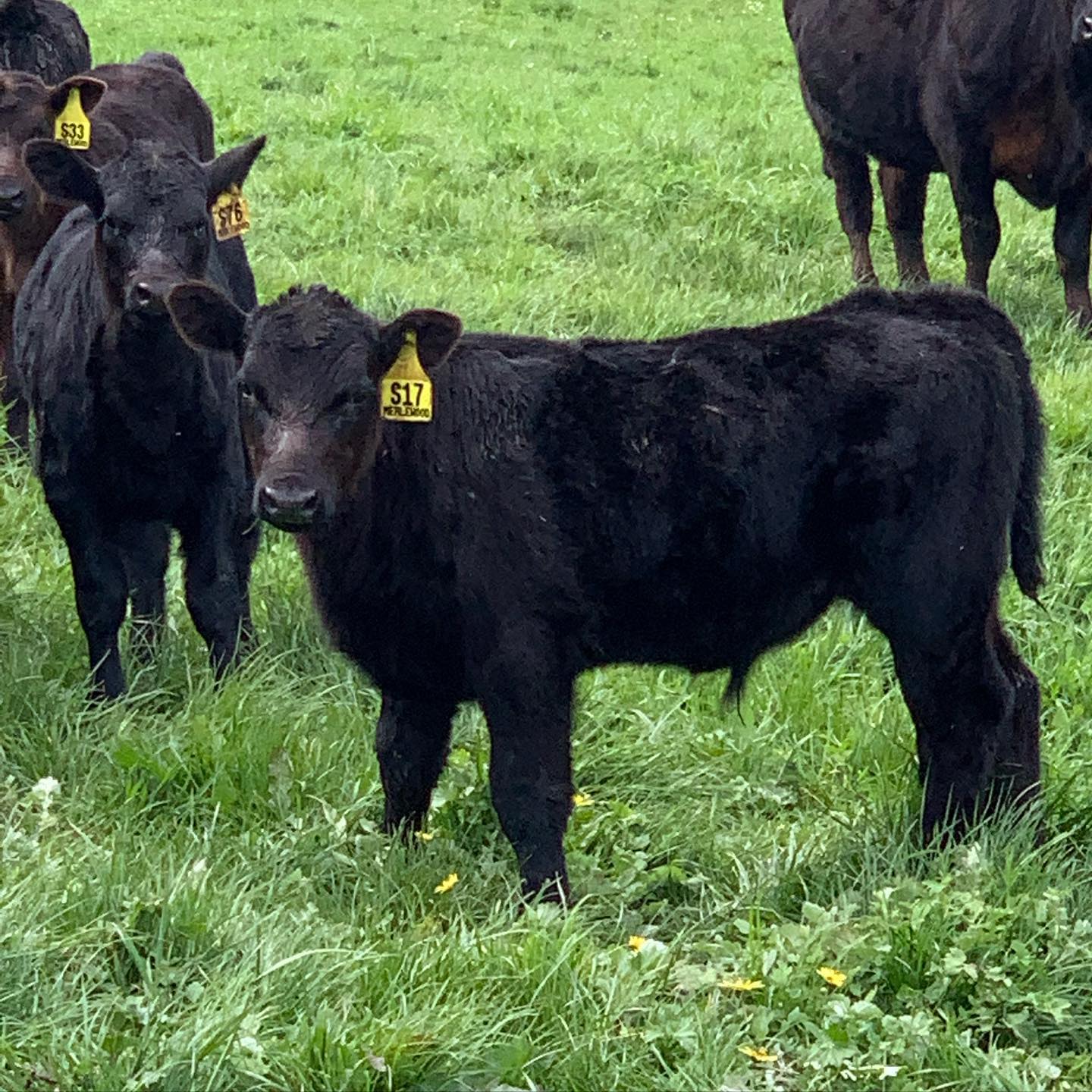 Black Angus Heifer/Bull calves for sale