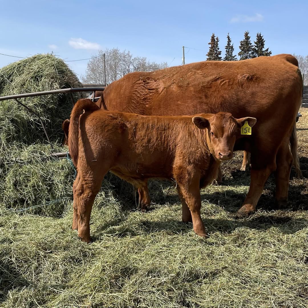 Gelbvieh - Bred Heifers,open heifers ,bulls and steers.