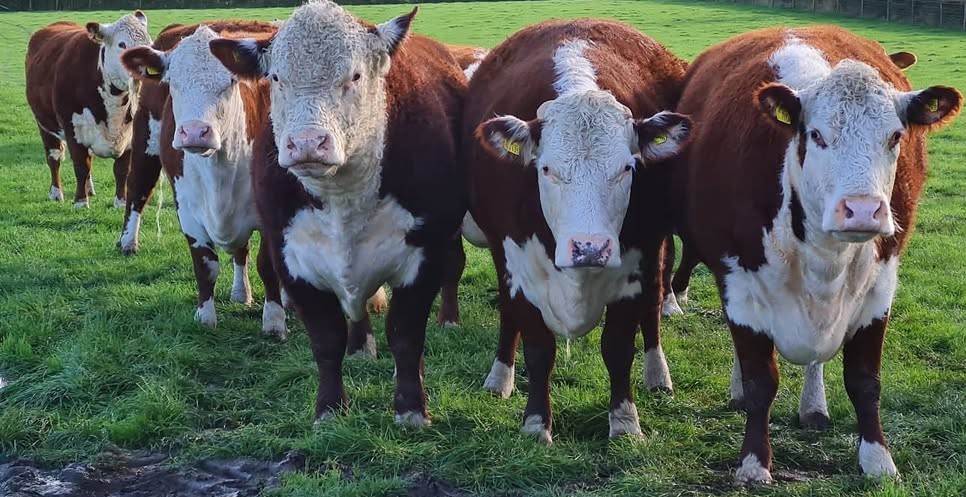 Purebred Hereford- Bred Heifers, open heifers and steers.