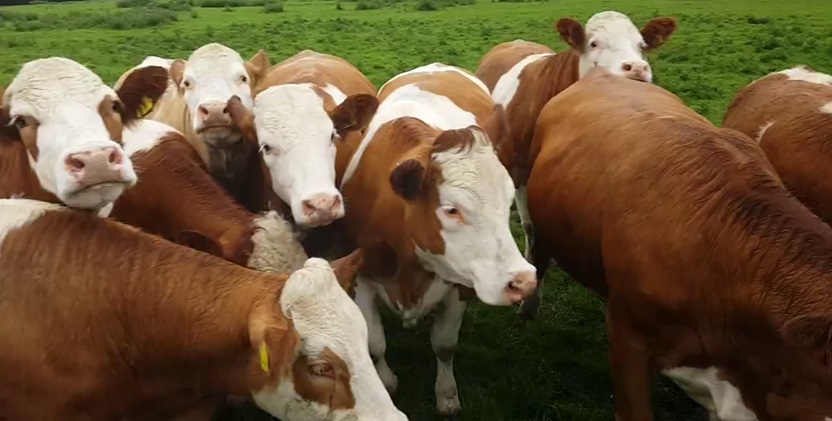 Purebred Simmental- Bred Heifers,open heifers and steers.