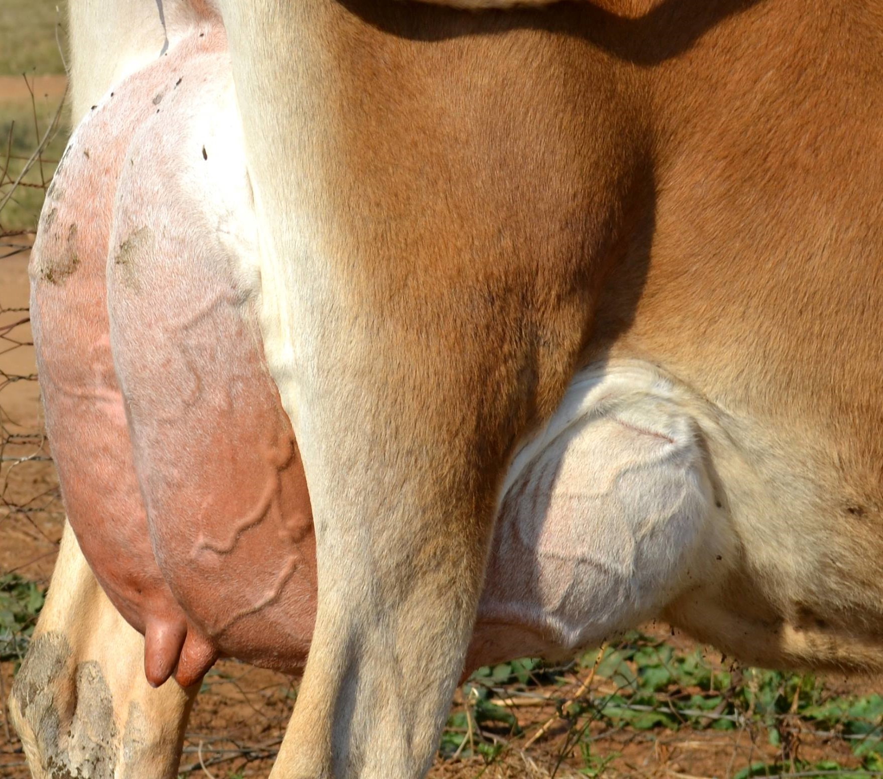 Jersey heifers, bred heifers and milking cows A2A2 Tested ( Cattle )