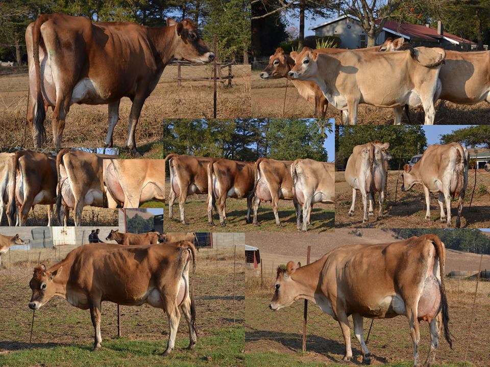 Jersey heifers, bred heifers and milking cows A2A2 Tested ( Cattle )