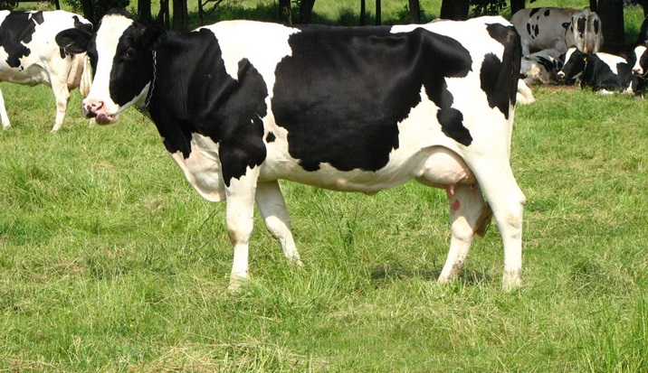 Holstein ,Milking cows, bred,replacement  heifers and calves