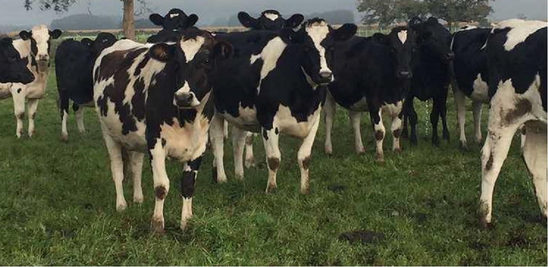 Holstein ,Milking cows, bred,replacement  heifers and calves