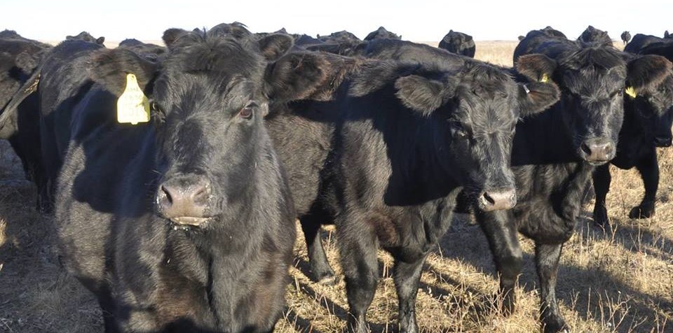 Black Angus Heifer/Bull calves for sale