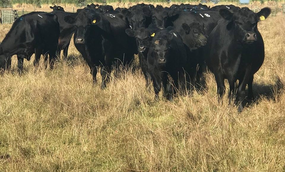Black Angus Heifer/Bull calves for sale