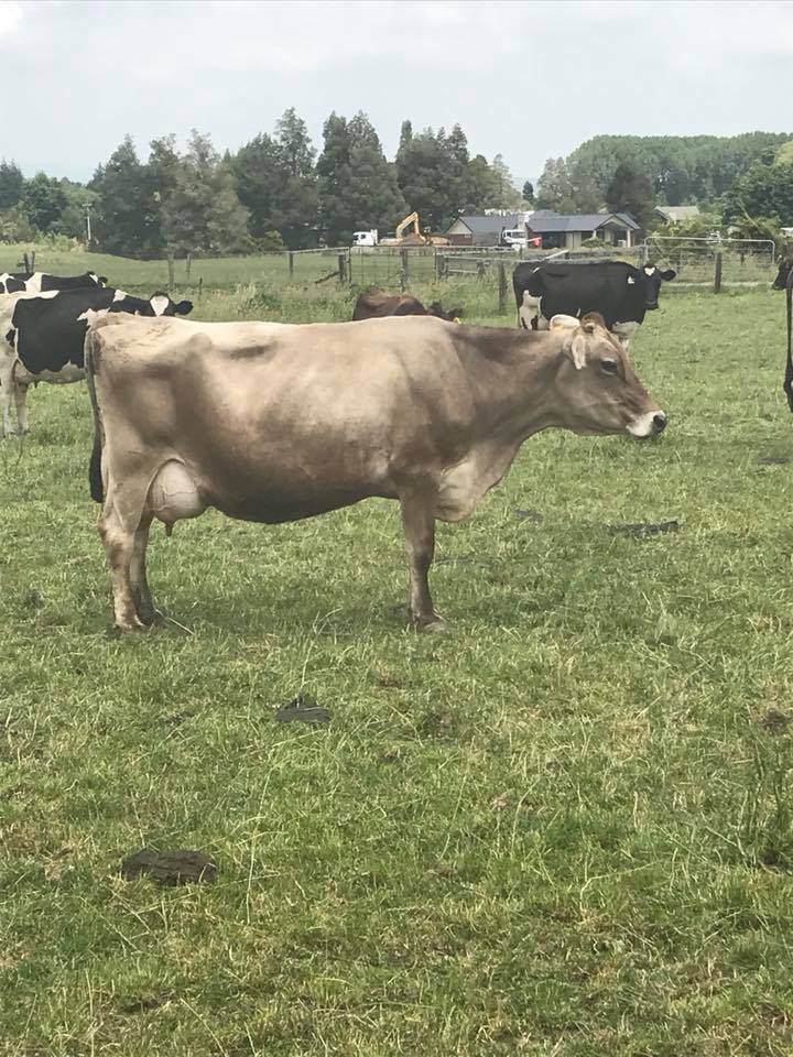 Brown Swiss cattle for sale