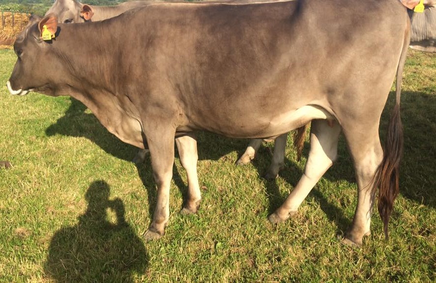 Brown Swiss cattle for sale