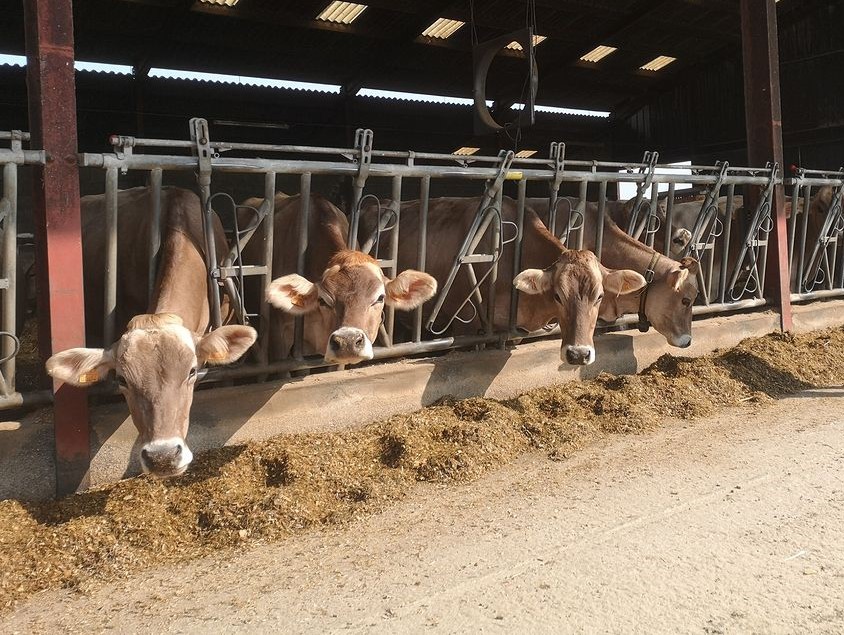 Brown Swiss cattle for sale
