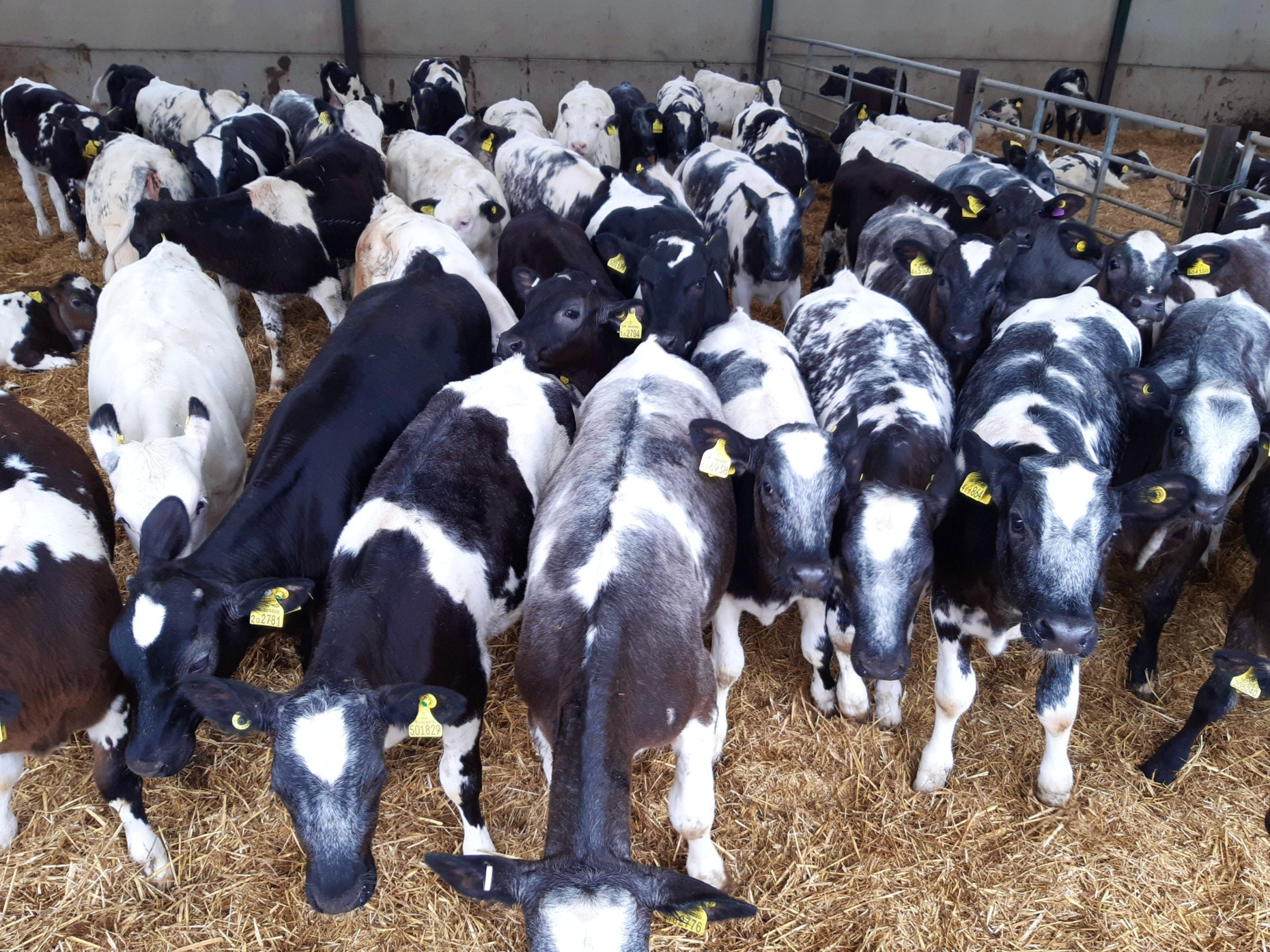 Belgian blue cattle for sale
