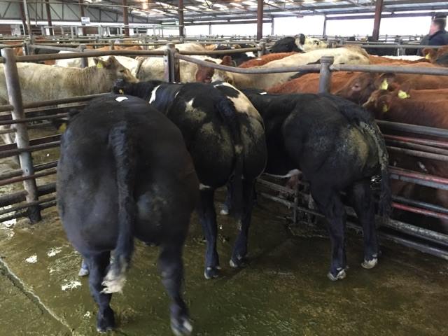 Belgian blue cattle for sale
