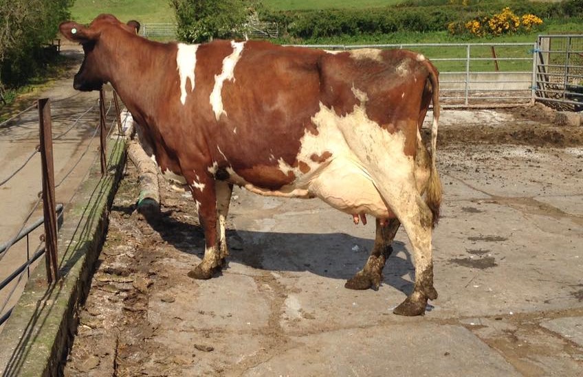 Ayrshire cattle  for sale
