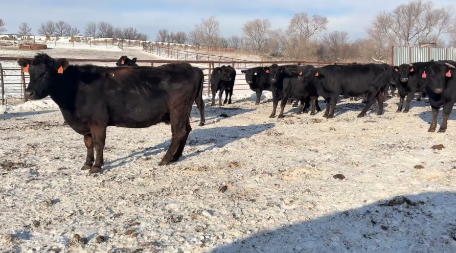 3-6 yr old, great cattle, great price, calve March 1 May 31!- BC1208C5