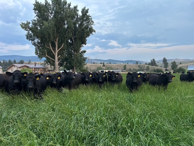 NO BRANDS – 1100 LBS – March to May calvers!-BH1210a5