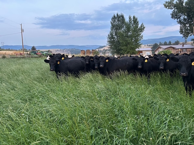 NO BRANDS – 1100 LBS – March to May calvers!-BH1210a5