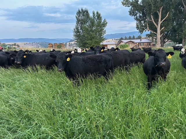 NO BRANDS – 1100 LBS – March to May calvers!-BH1210a5