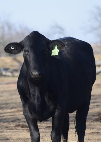 🐄 90 Quality Exposed Cows for Sale